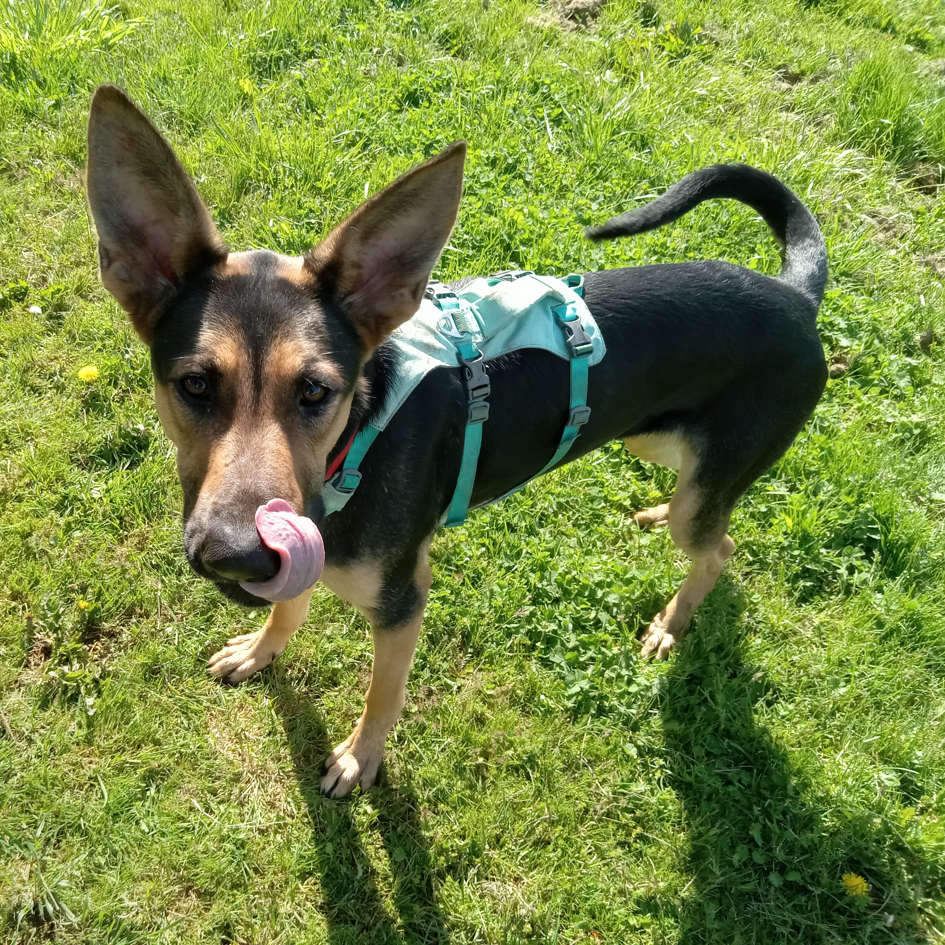 Brighton - Your Loyal, Goofy Adventure Buddy!, a Adoptable mixed breed in Seattle, WA image 5/6