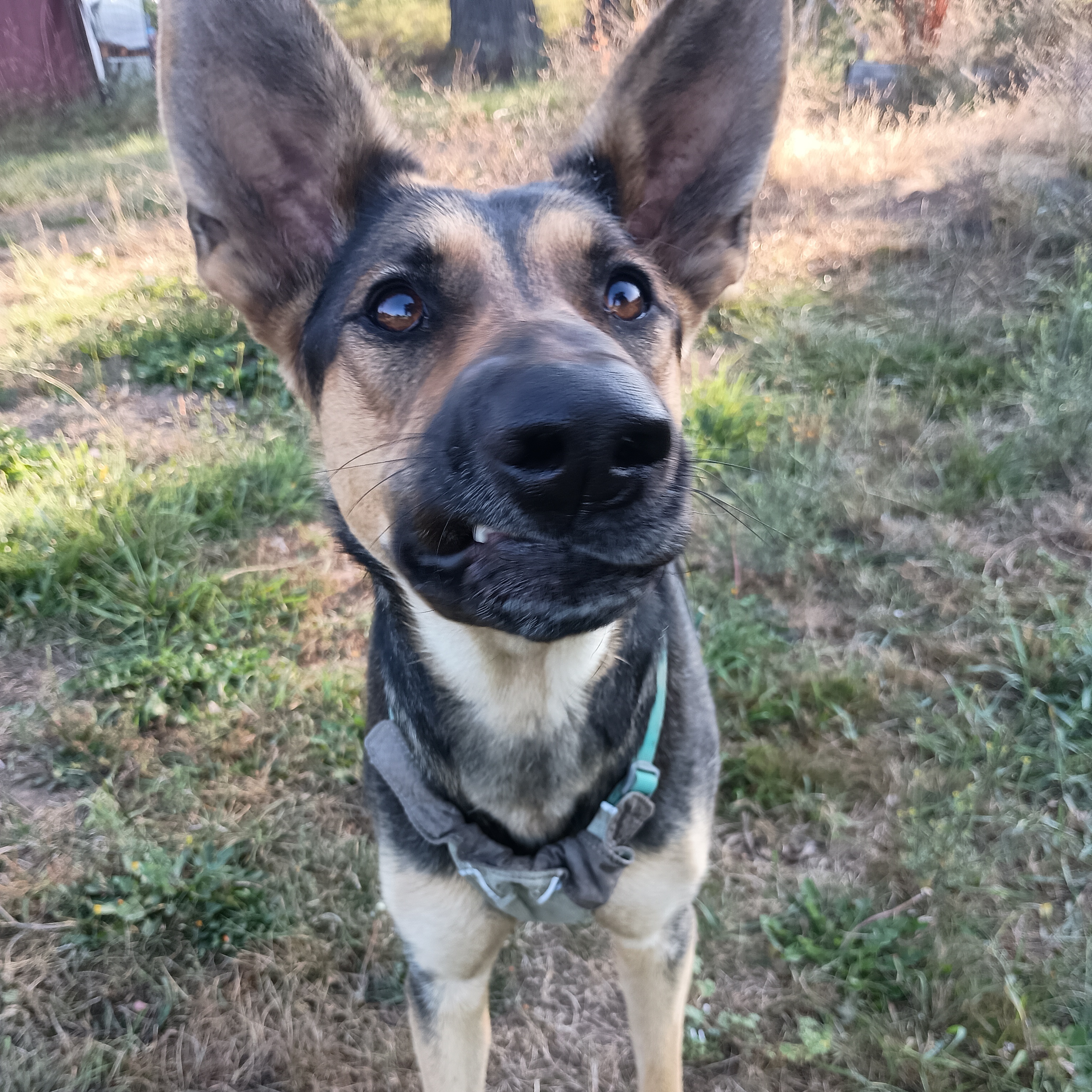 Brighton - Your Loyal, Goofy Adventure Buddy!