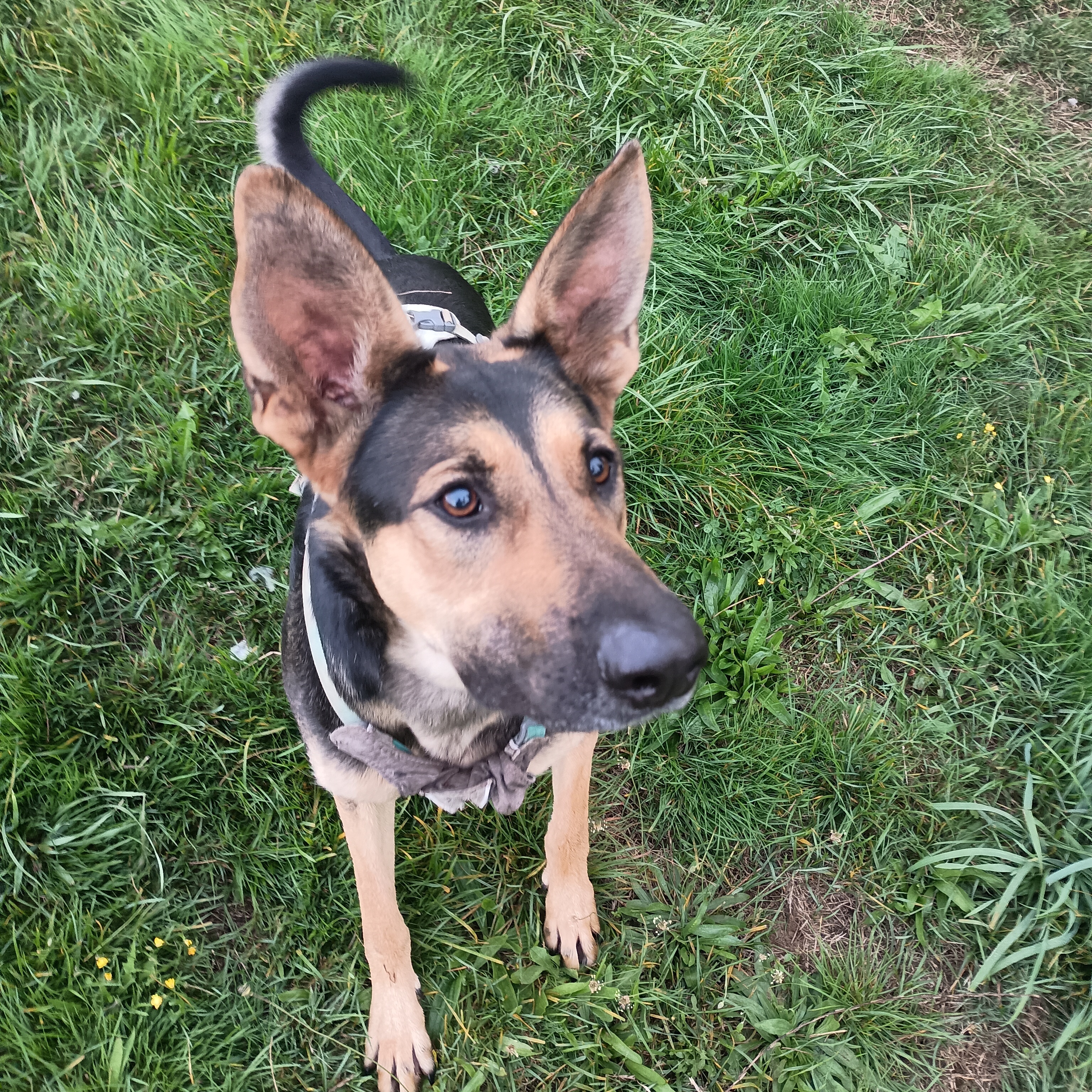 Brighton - Your Loyal, Goofy Adventure Buddy!, a Adoptable mixed breed in Seattle, WA image 6/6