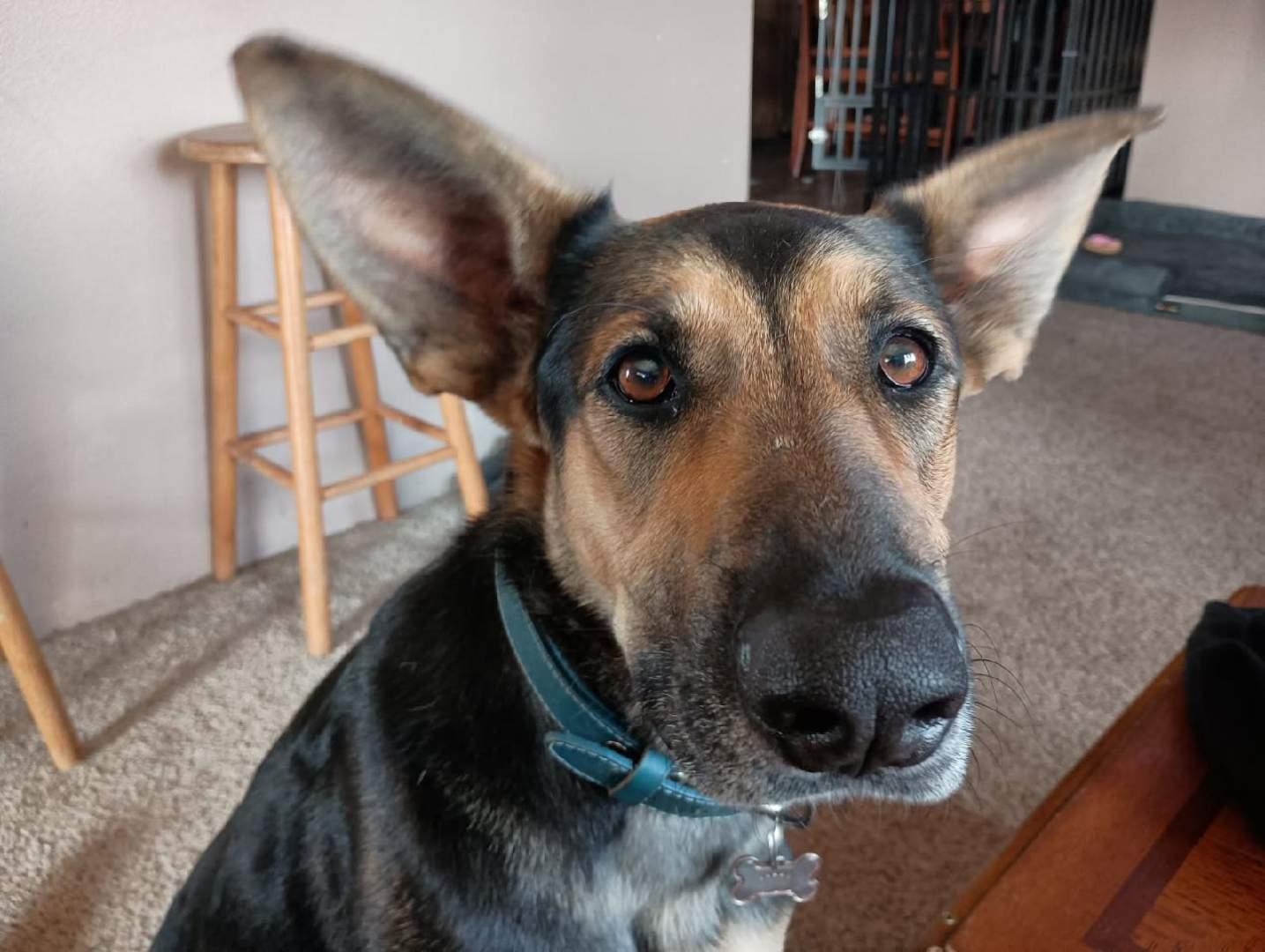 Brighton - Your Loyal, Goofy Adventure Buddy!, Adoptable, Adult Male German Shepherd Dog & Doberman Pinscher.