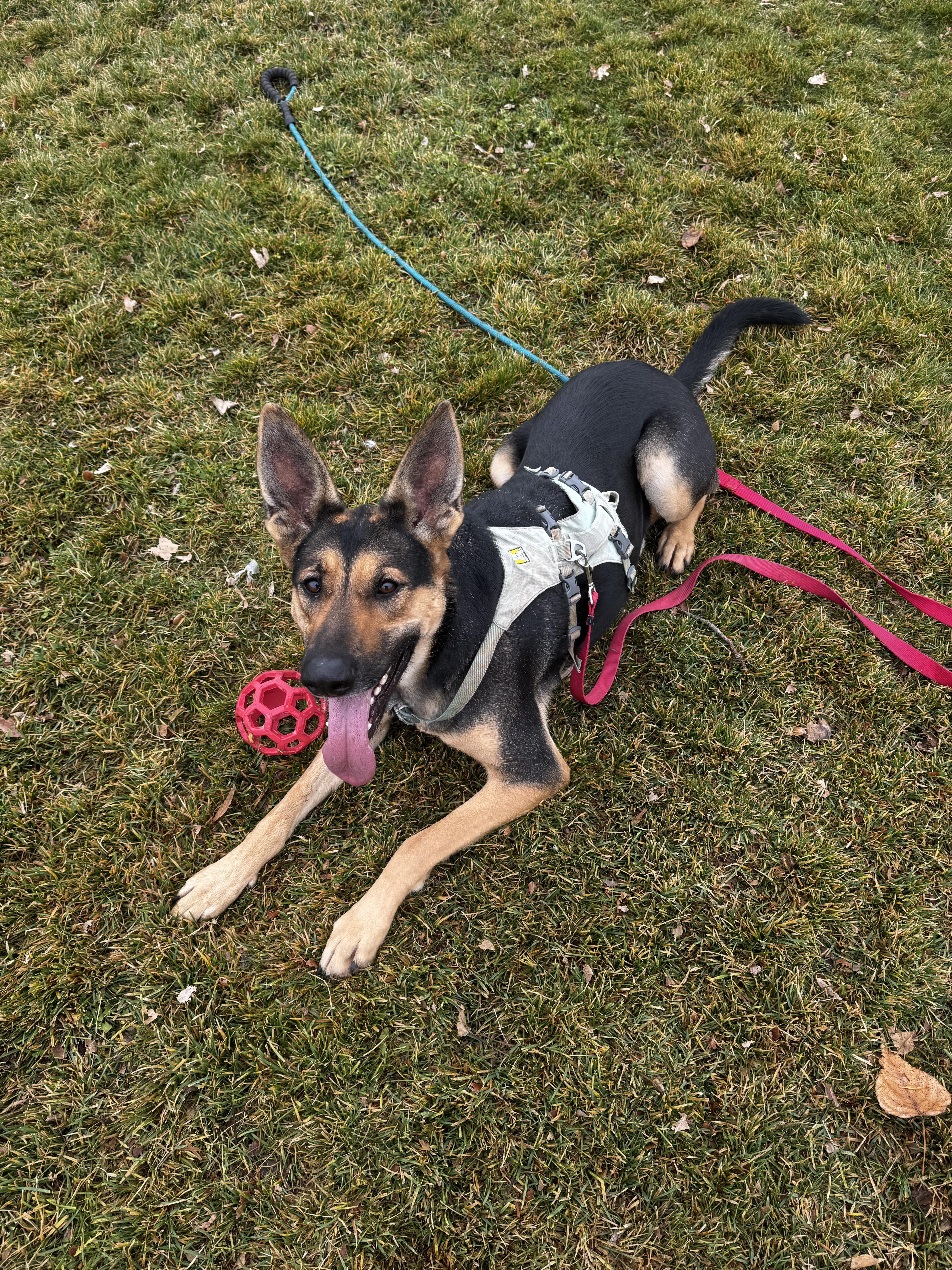 Brighton - Your Loyal, Goofy Adventure Buddy!, a Adoptable mixed breed in Seattle, WA image 3/6