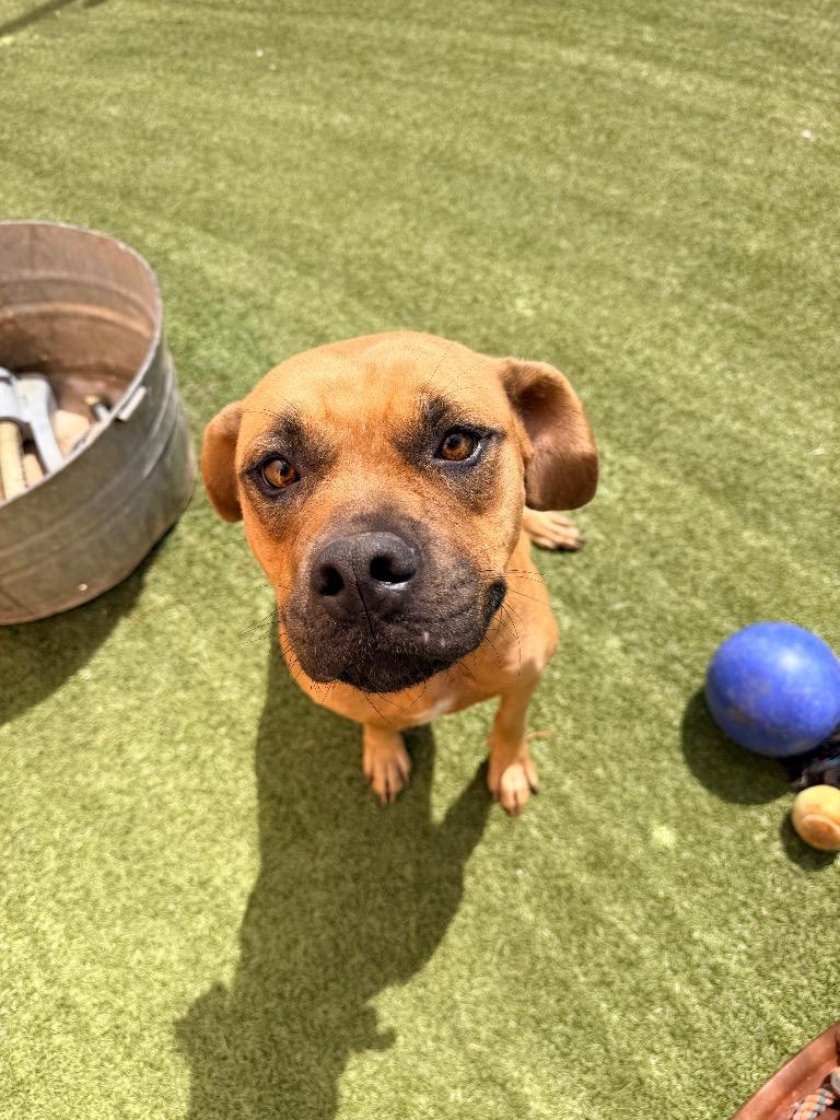 Enlarge Syrup, a Adoptable mixed breed in Newcastle, OK image 1/3