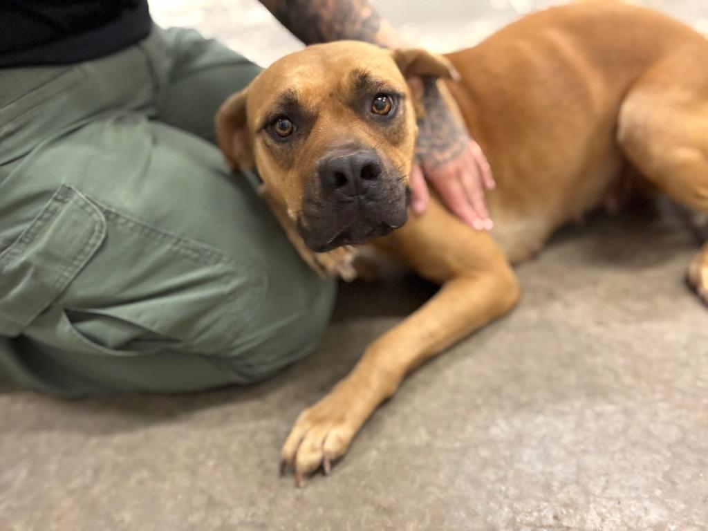 Enlarge Syrup, a Adoptable mixed breed in Newcastle, OK image 2/3