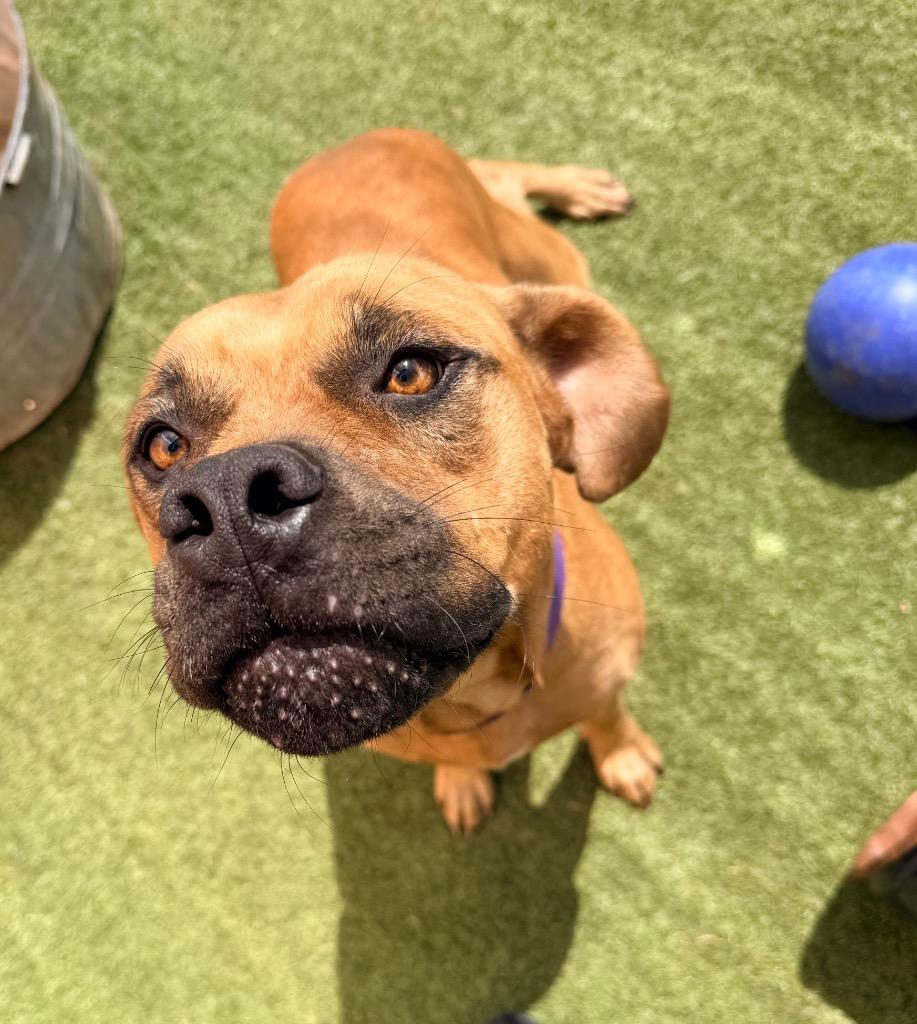 Enlarge Syrup, a Adoptable mixed breed in Newcastle, OK image 3/3