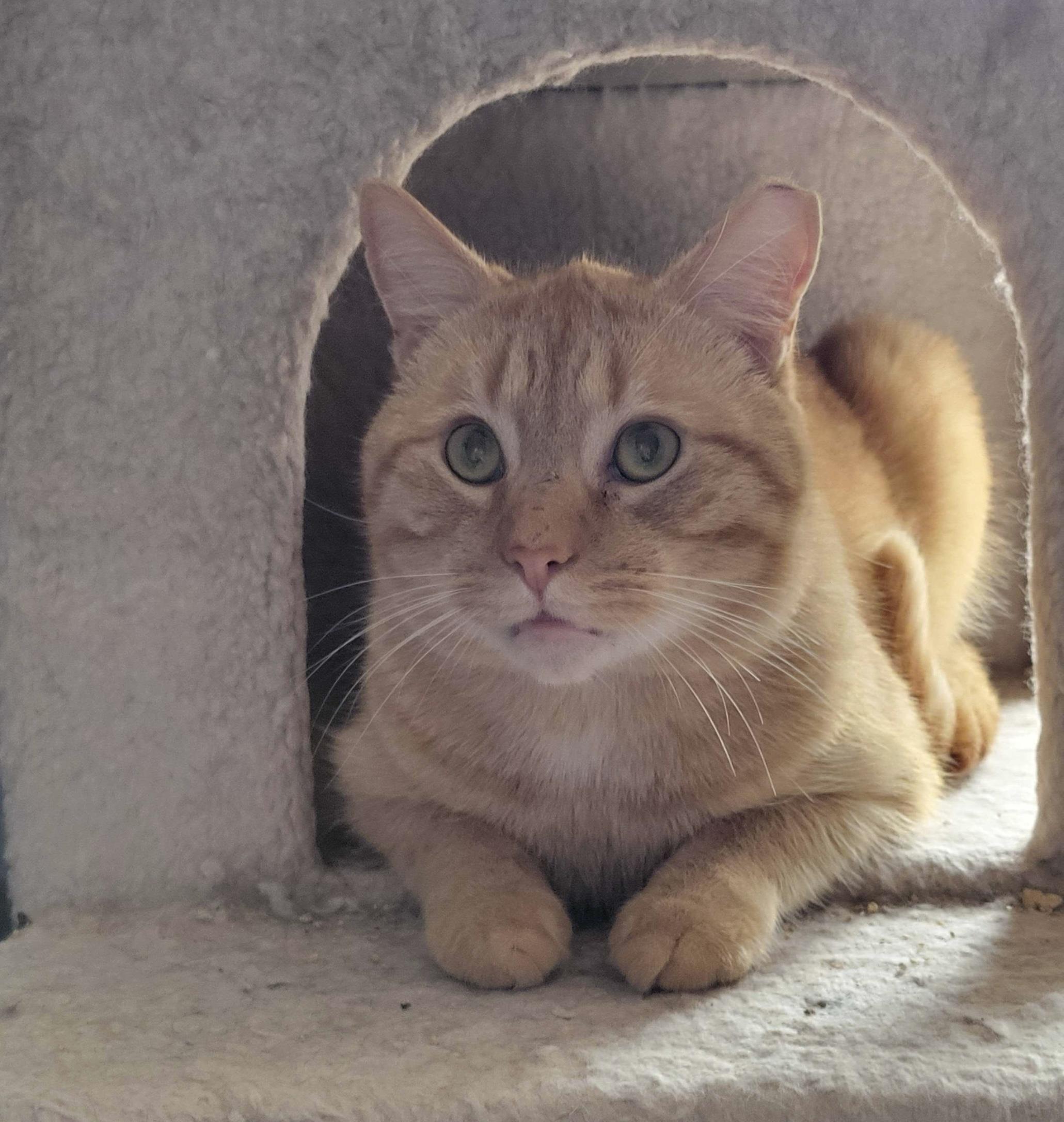 Cornelius, adopted, Young Male Domestic Short Hair.