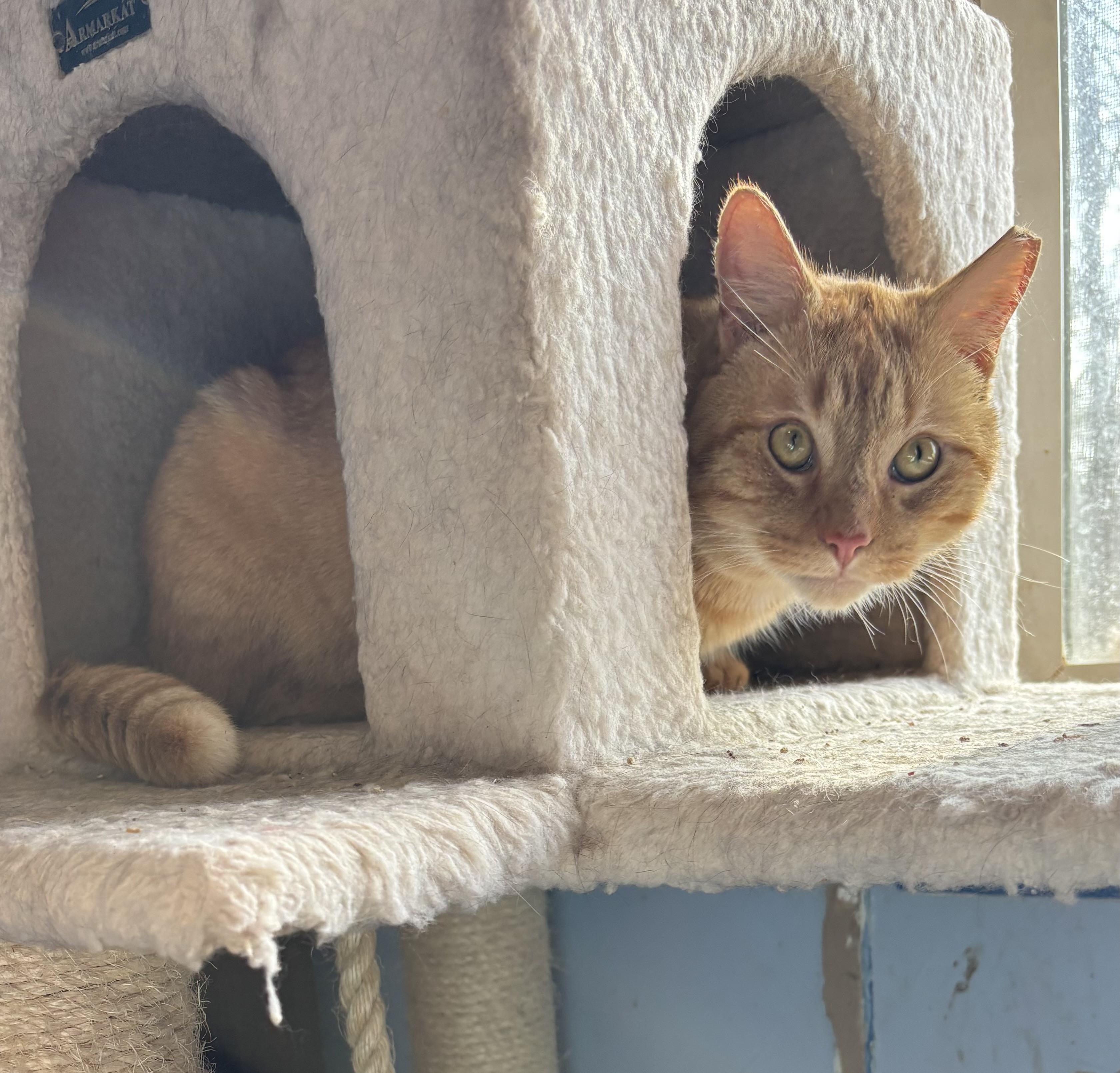 Enlarge Cornelius, an adopted Domestic Short Hair in Anderson , SC image 4/6