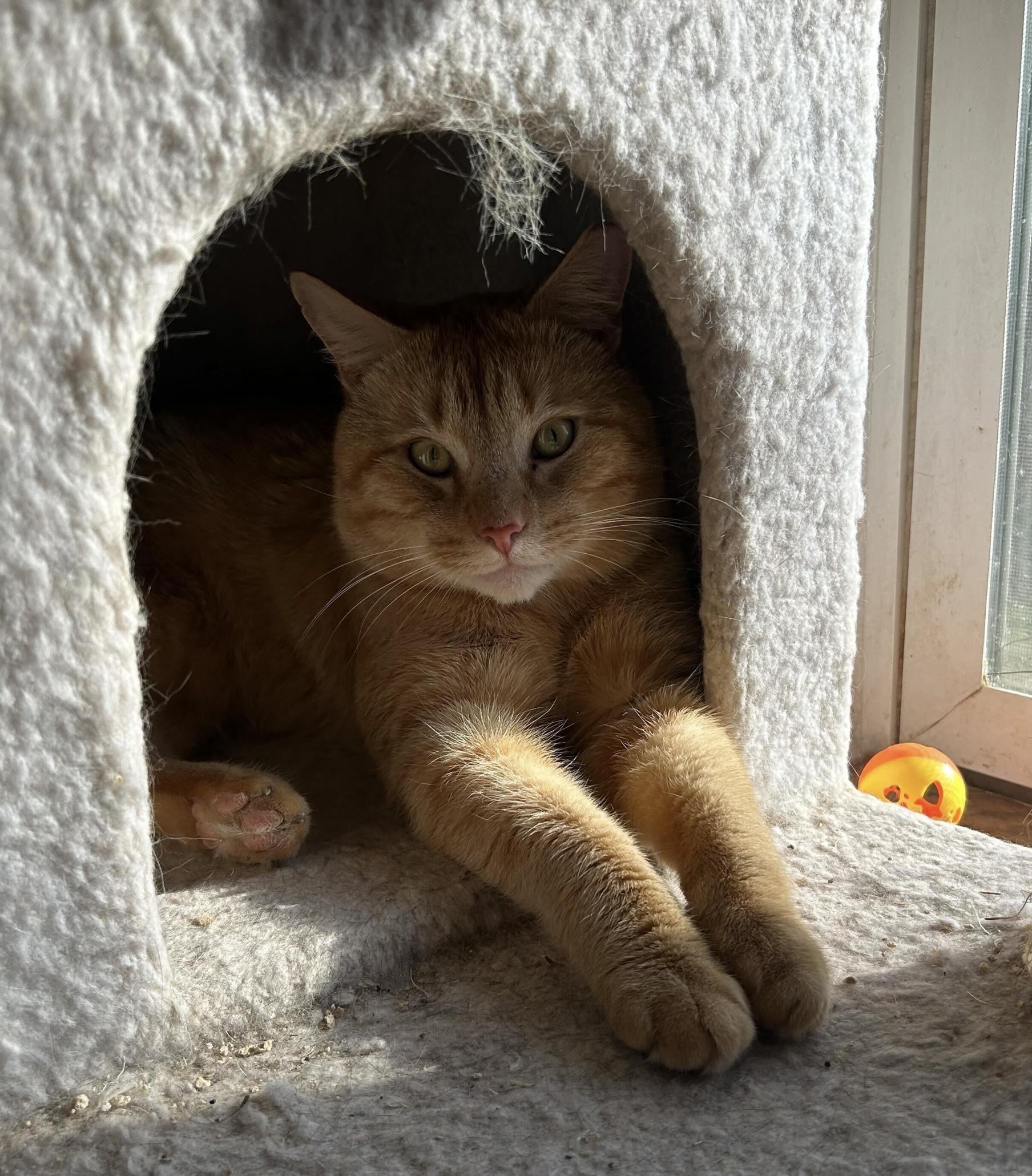 Enlarge Cornelius, an adopted Domestic Short Hair in Anderson , SC image 6/6