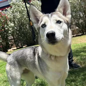 sya, adopted, Young Female Siberian Husky.