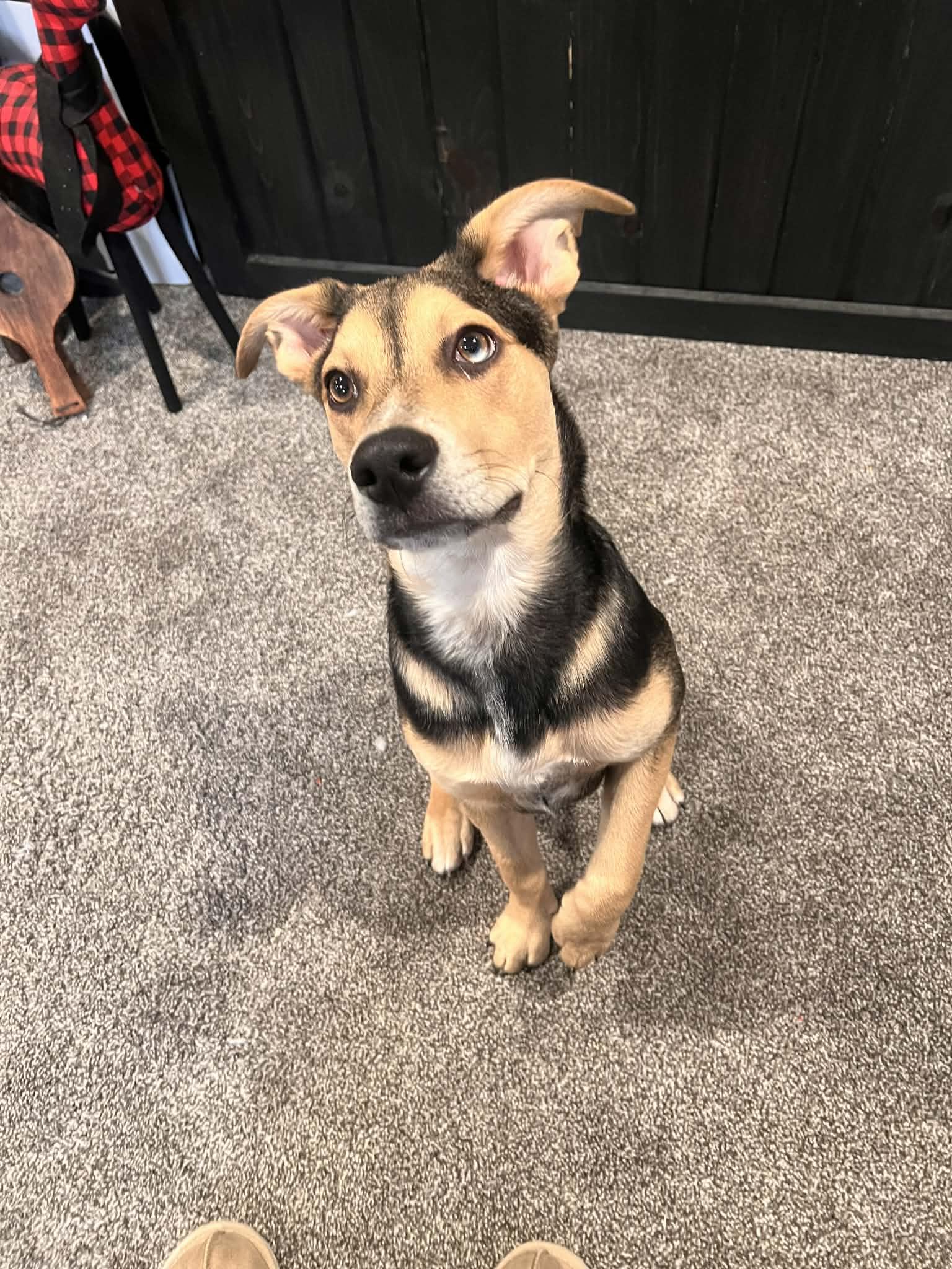 Billy, Adopted, Young Male Mixed Breed.