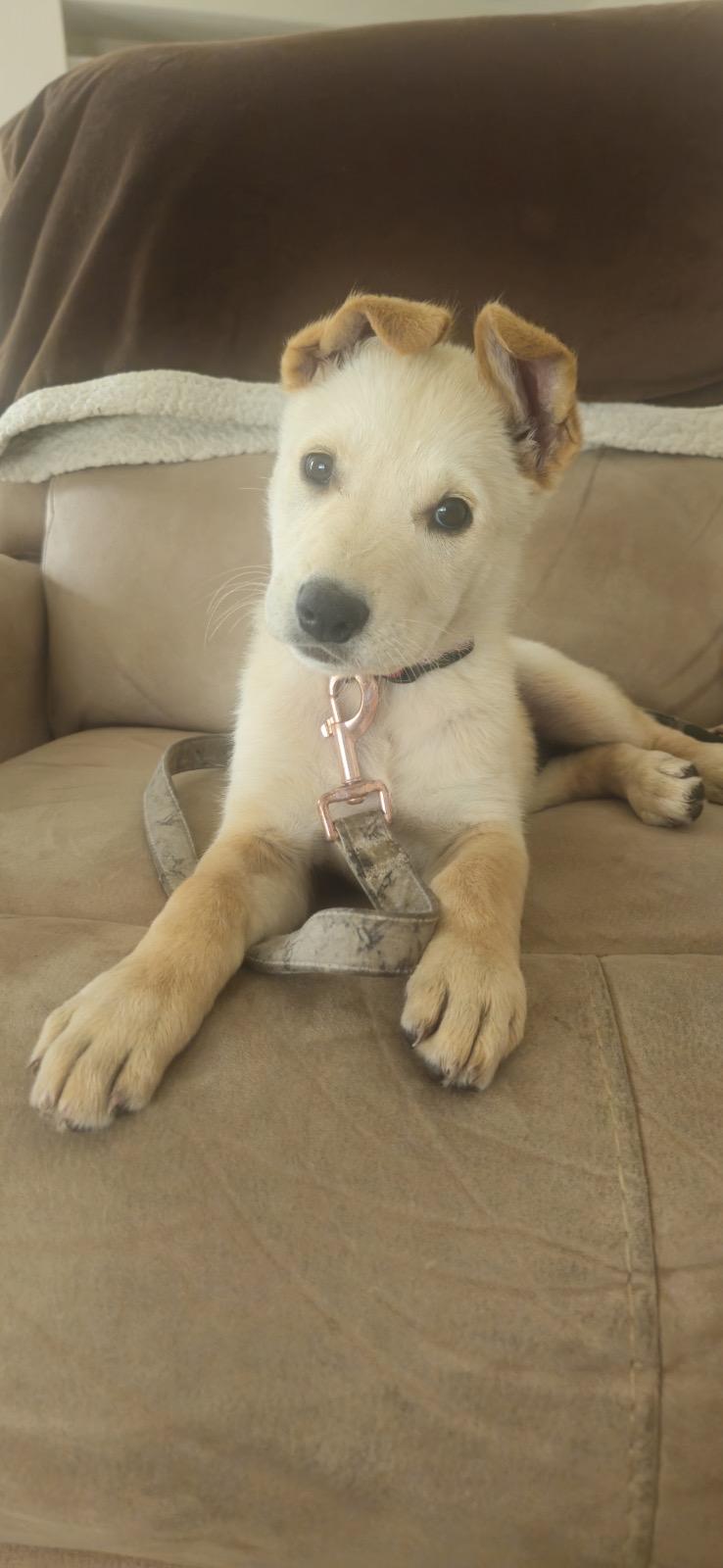 Grace, an adoptable Shepherd in Edmonton, AB, T5Y 3N6 | Photo Image 1