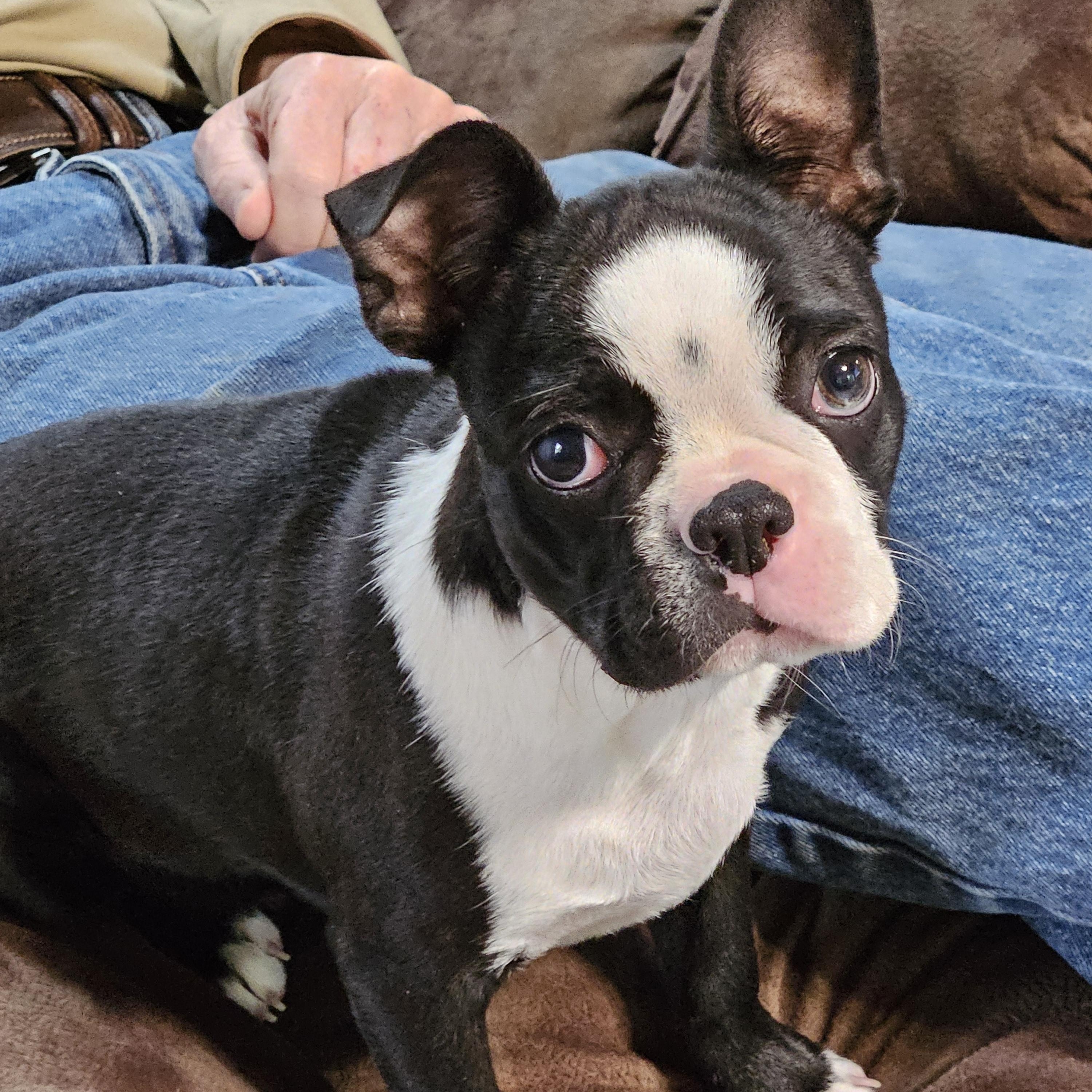 Kringle, adopted, Puppy Male Boston Terrier.