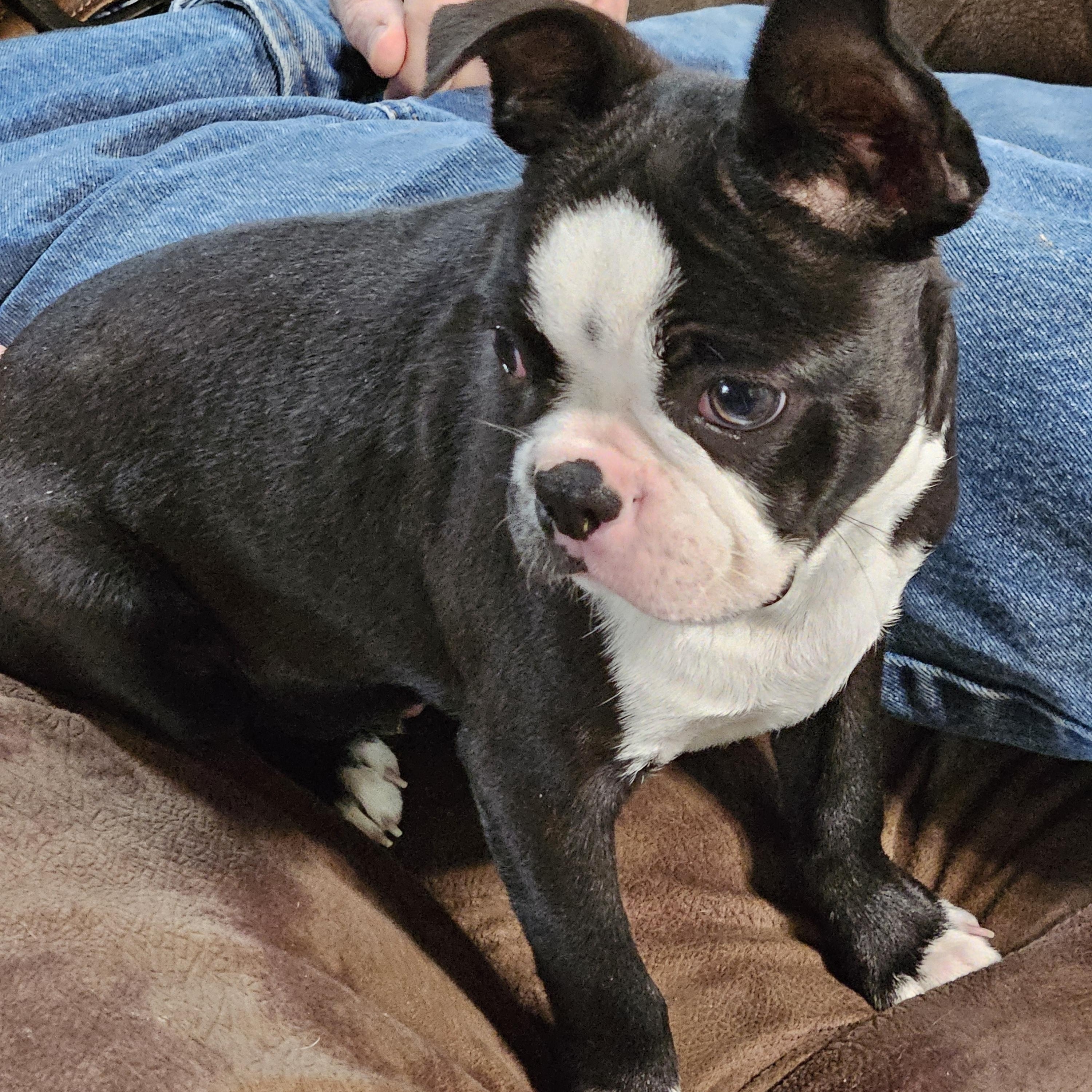 Kringle, an adopted Boston Terrier in Martinsville, IN image 4/6