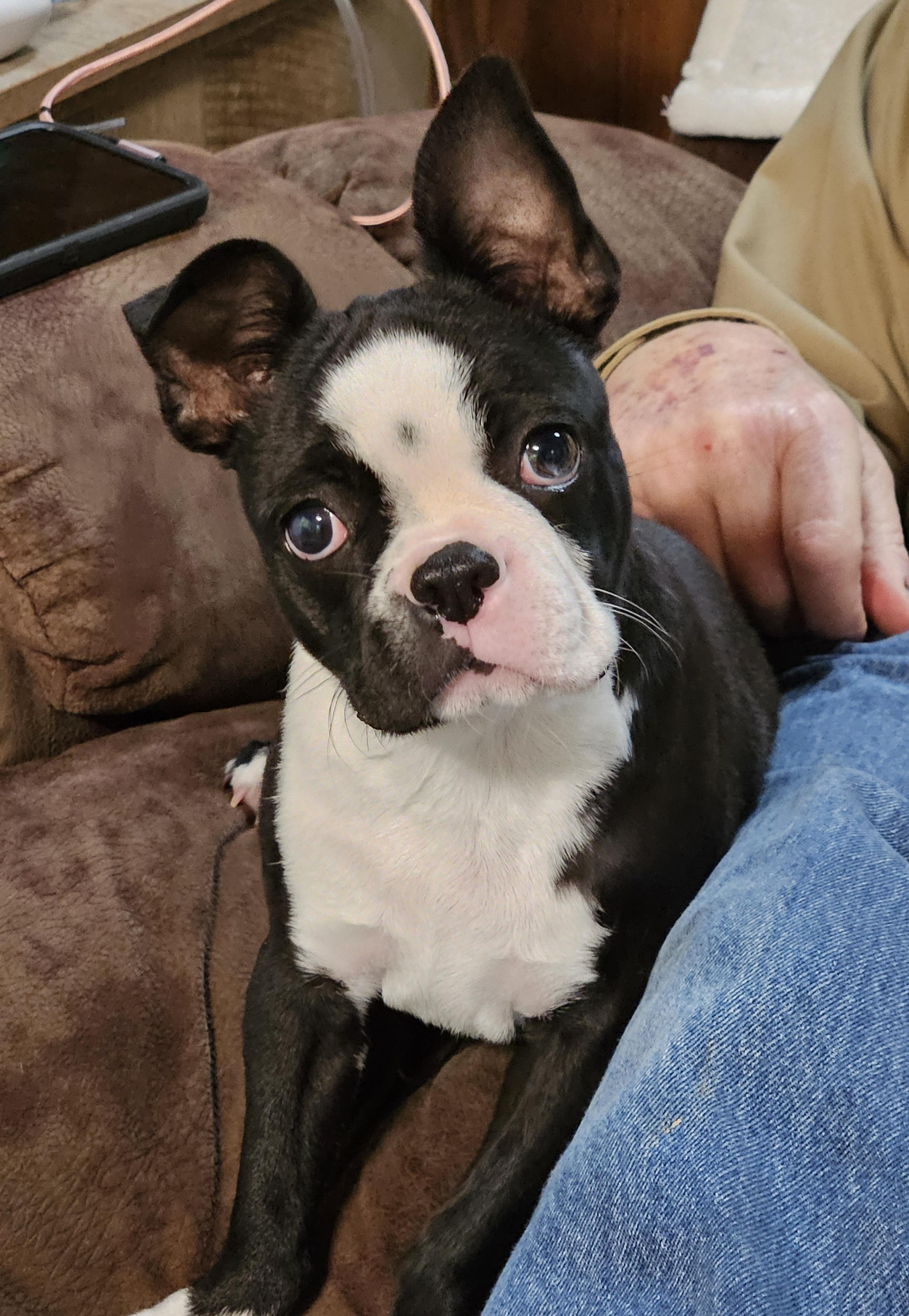 Kringle, an adopted Boston Terrier in Martinsville, IN image 3/6