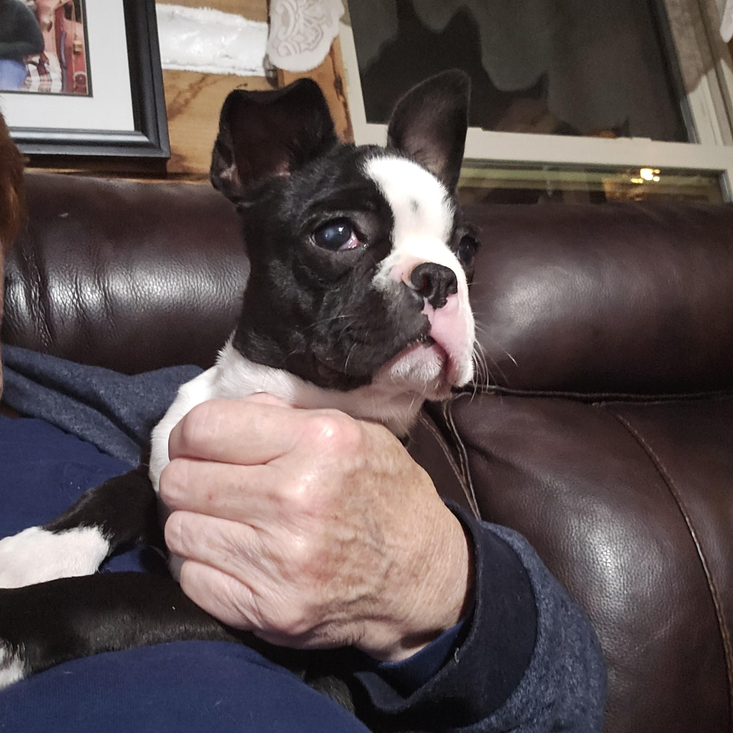 Kringle, an adopted Boston Terrier in Martinsville, IN image 6/6