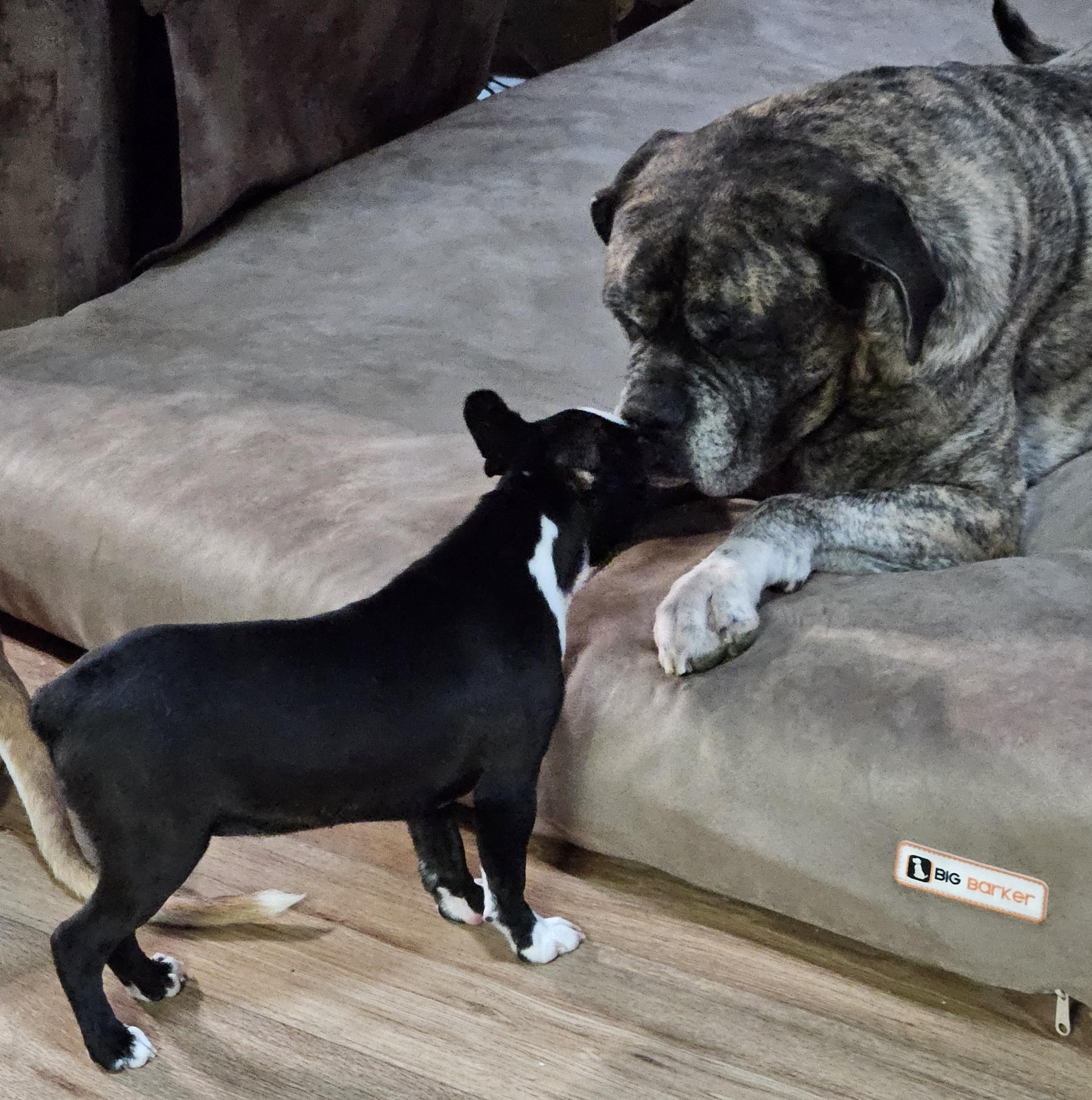 Kringle, an adopted Boston Terrier in Martinsville, IN image 2/6