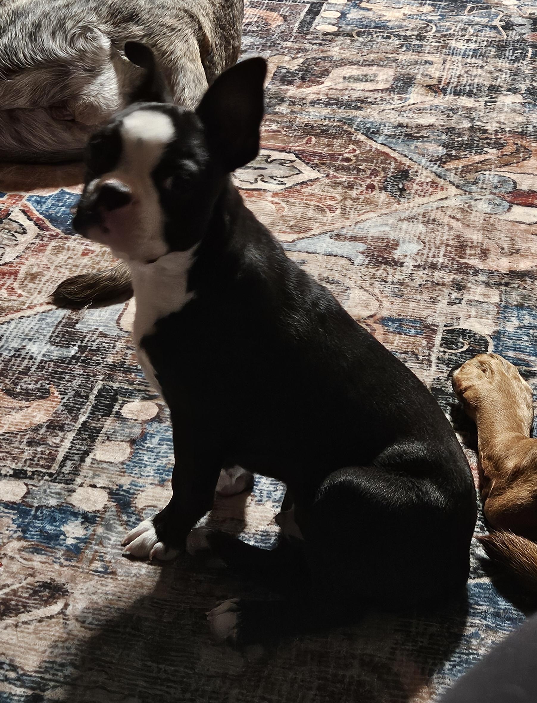 Kringle, an adopted Boston Terrier in Martinsville, IN image 5/6