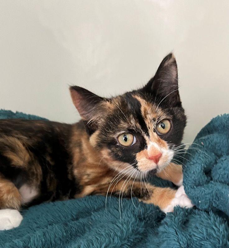 Enlarge Dinka, a Adopted Calico in Genoa, IL image 1/1