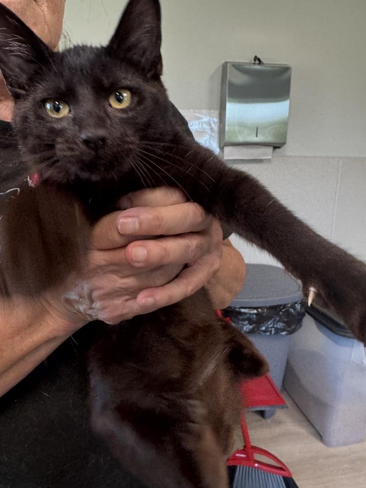 Boo, Adoptable, Kitten Male Domestic Short Hair.