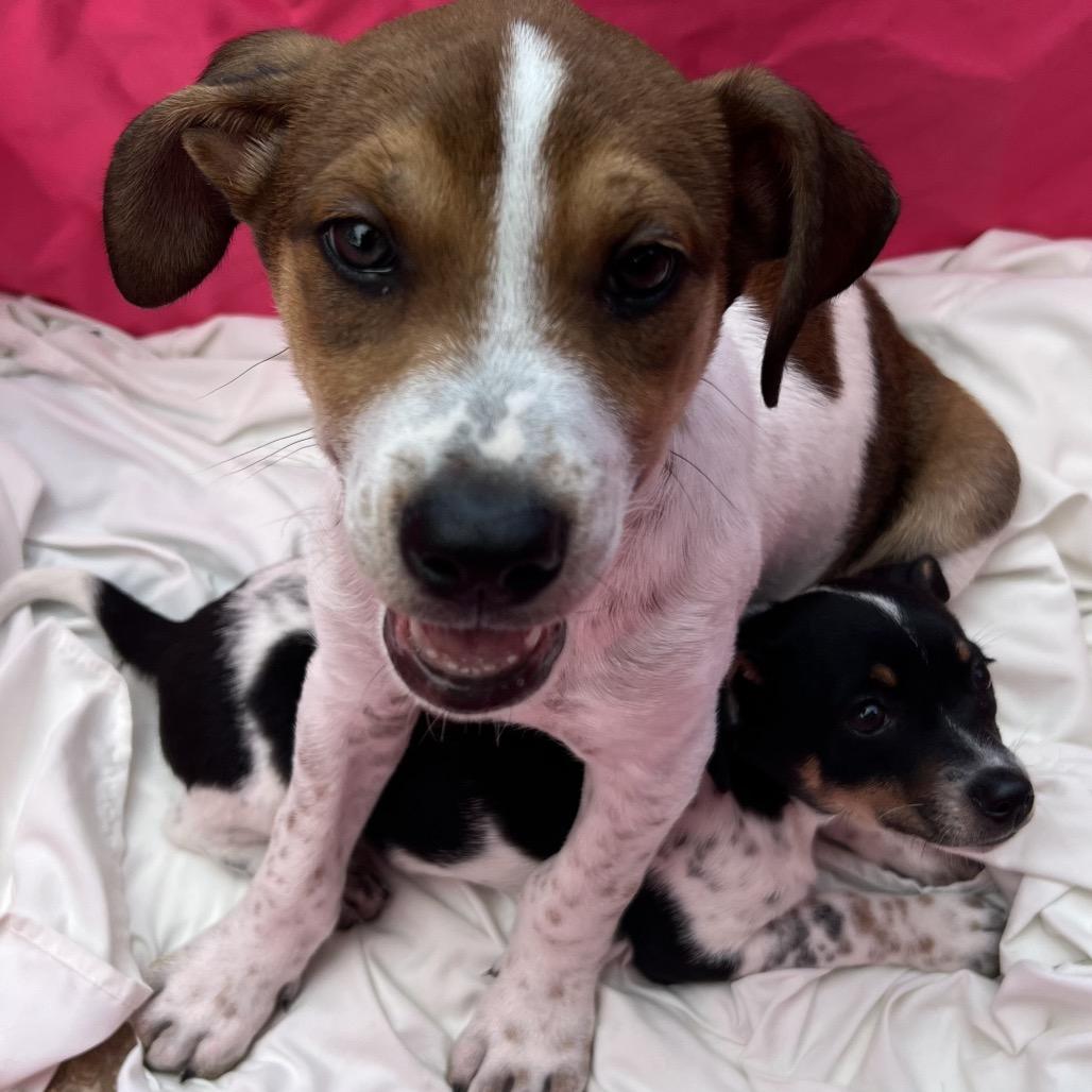 Enlarge Bruiser, a Adoptable mixed breed in Volcano, HI image 1/6