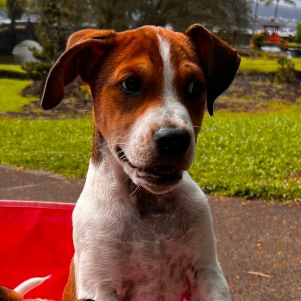 Enlarge Bruiser, a Adoptable mixed breed in Volcano, HI image 2/6