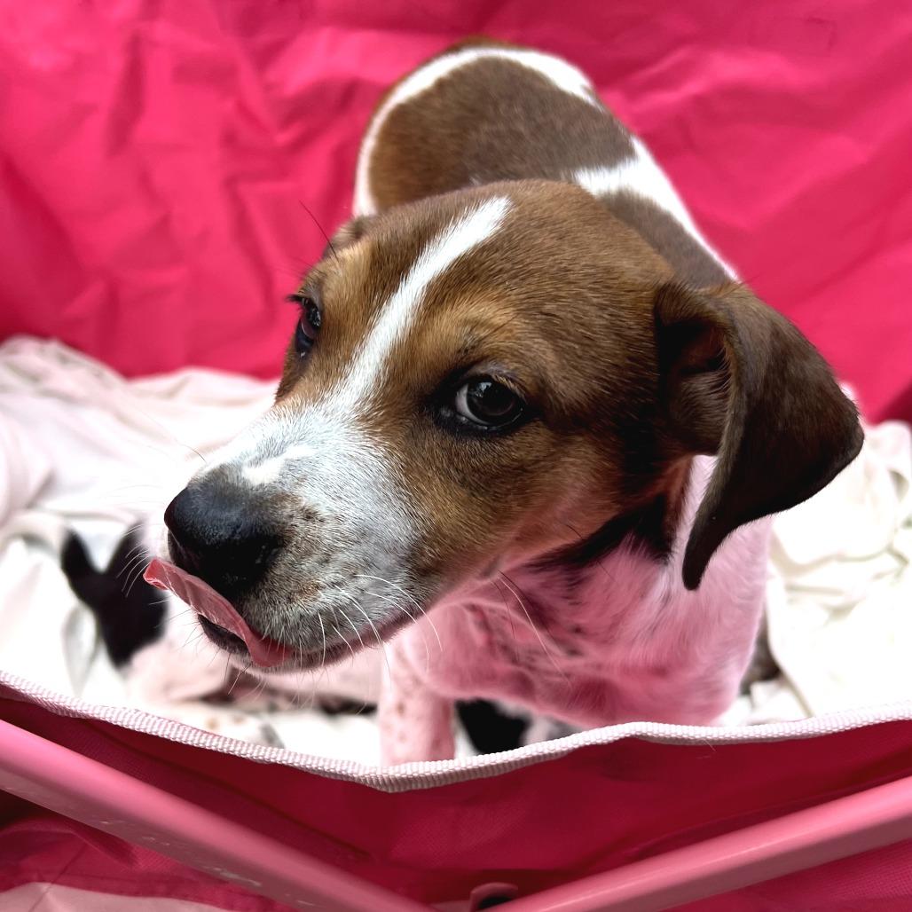 Enlarge Bruiser, a Adoptable mixed breed in Volcano, HI image 3/6