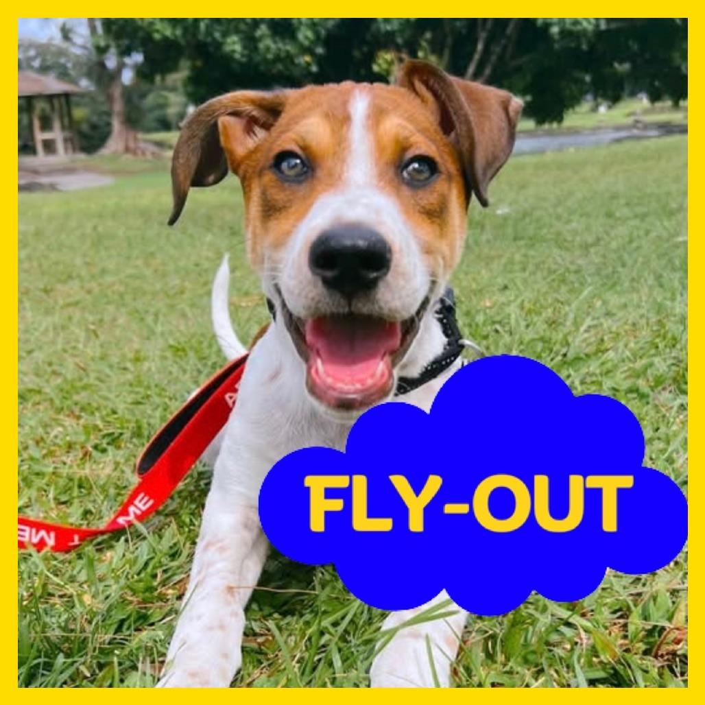 Enlarge Bruiser, a Adoptable mixed breed in Volcano, HI image 4/6