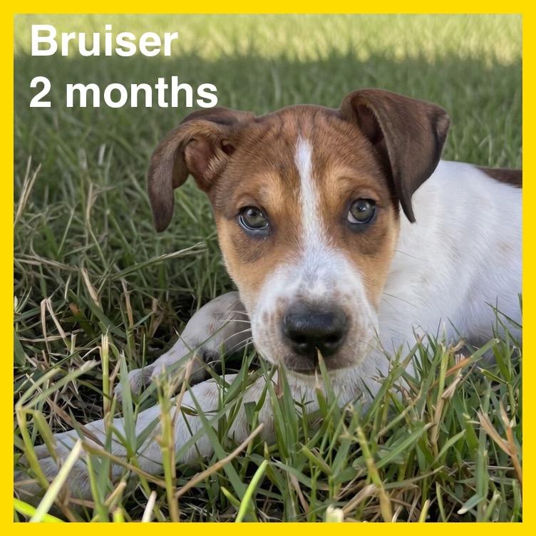Enlarge Bruiser, a Adoptable mixed breed in Volcano, HI image 5/6