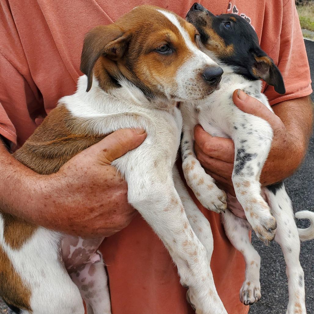 Enlarge Bruiser, a Adoptable mixed breed in Volcano, HI image 6/6