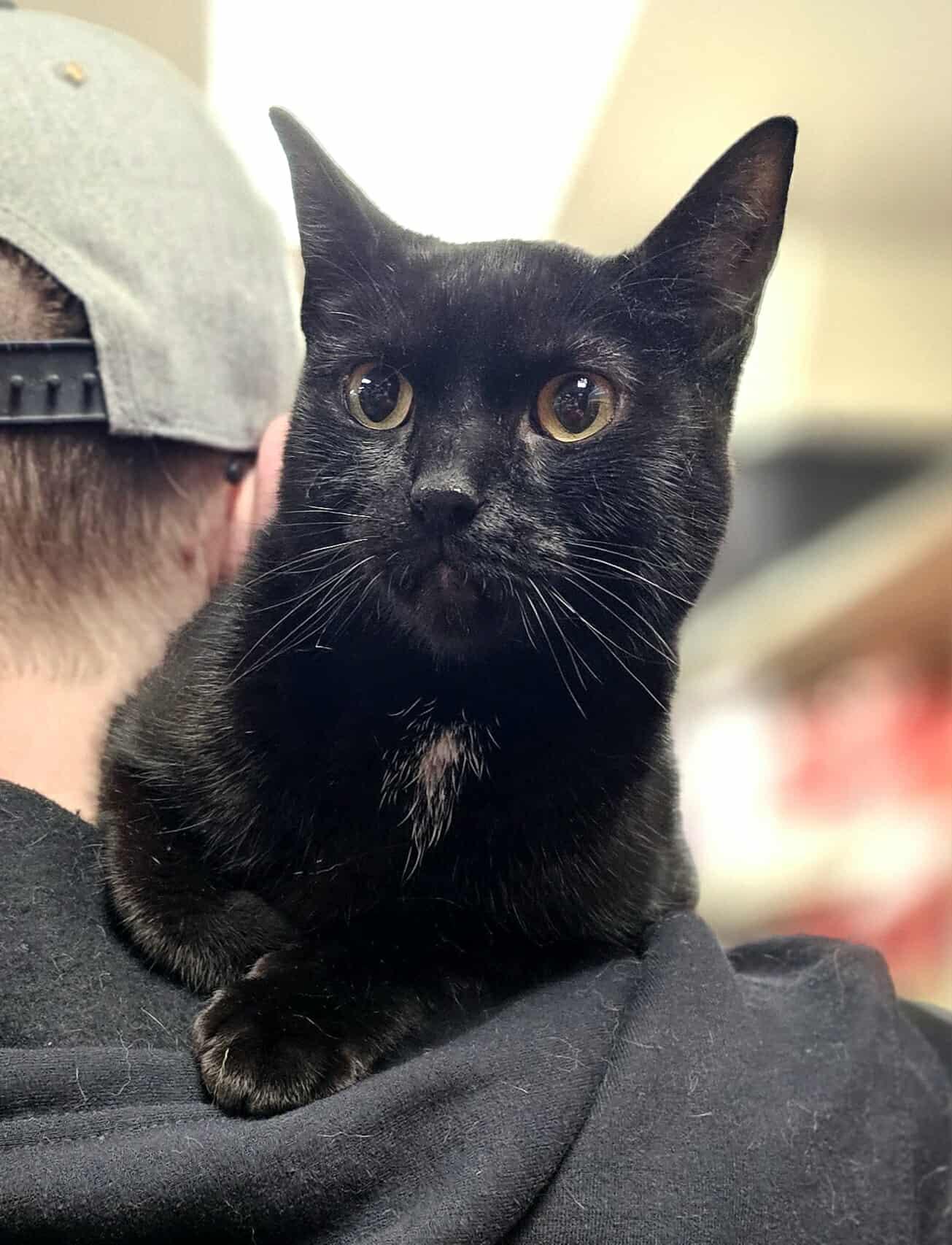 Enlarge Selkie, an adopted Domestic Short Hair in Oak Ridge, TN image 2/6