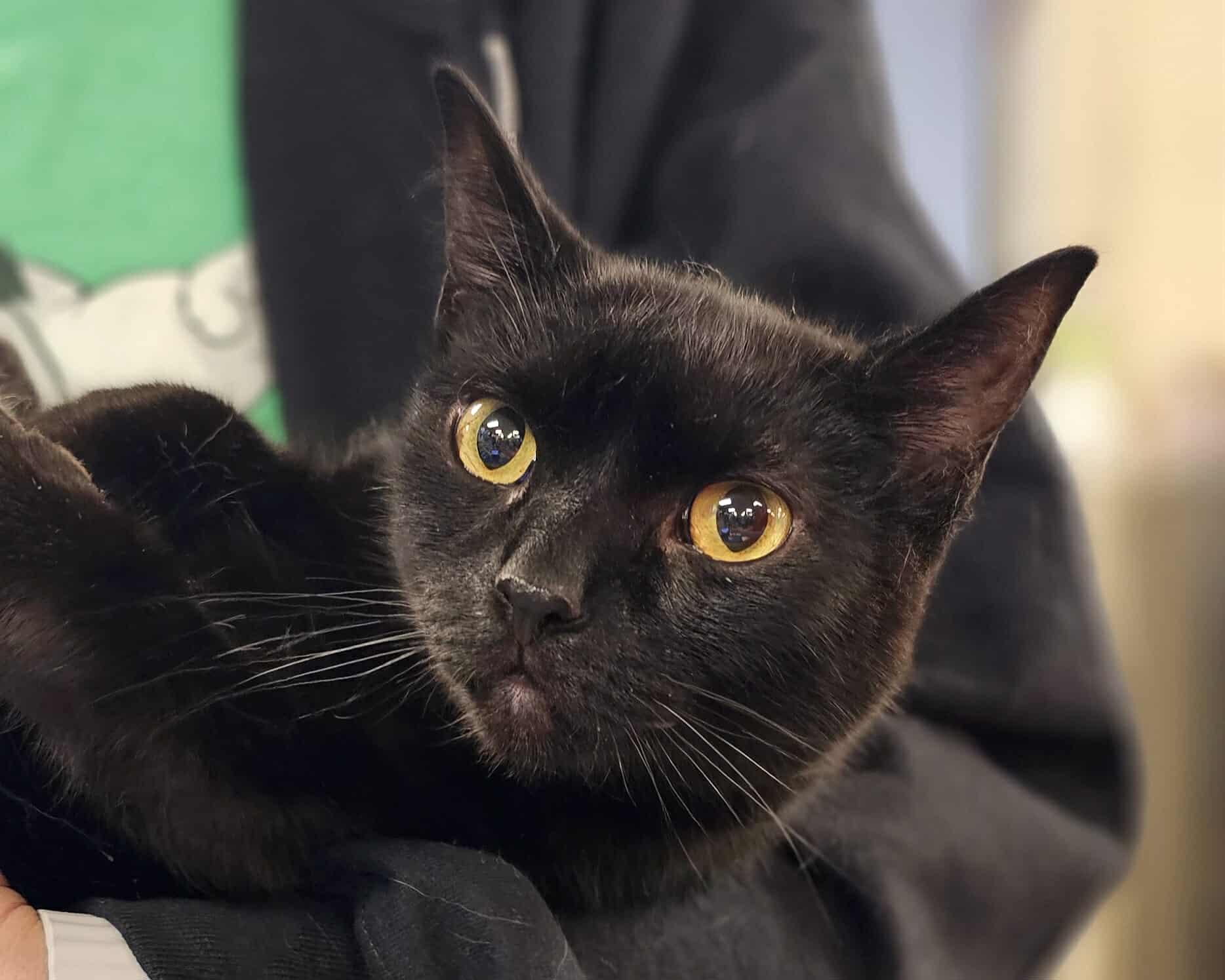 Enlarge Selkie, an adopted Domestic Short Hair in Oak Ridge, TN image 5/6