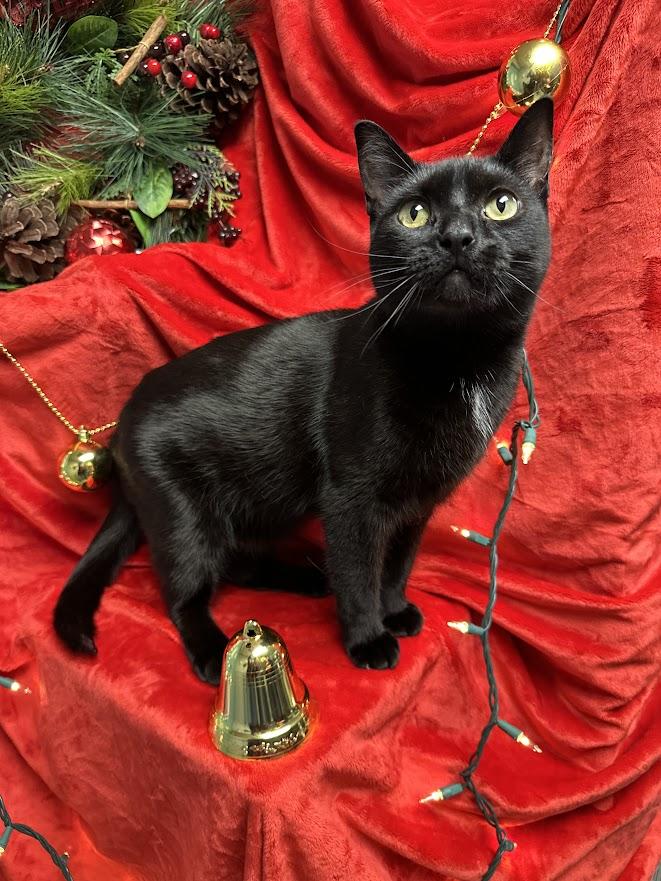 Enlarge Selkie, an adopted Domestic Short Hair in Oak Ridge, TN image 1/6