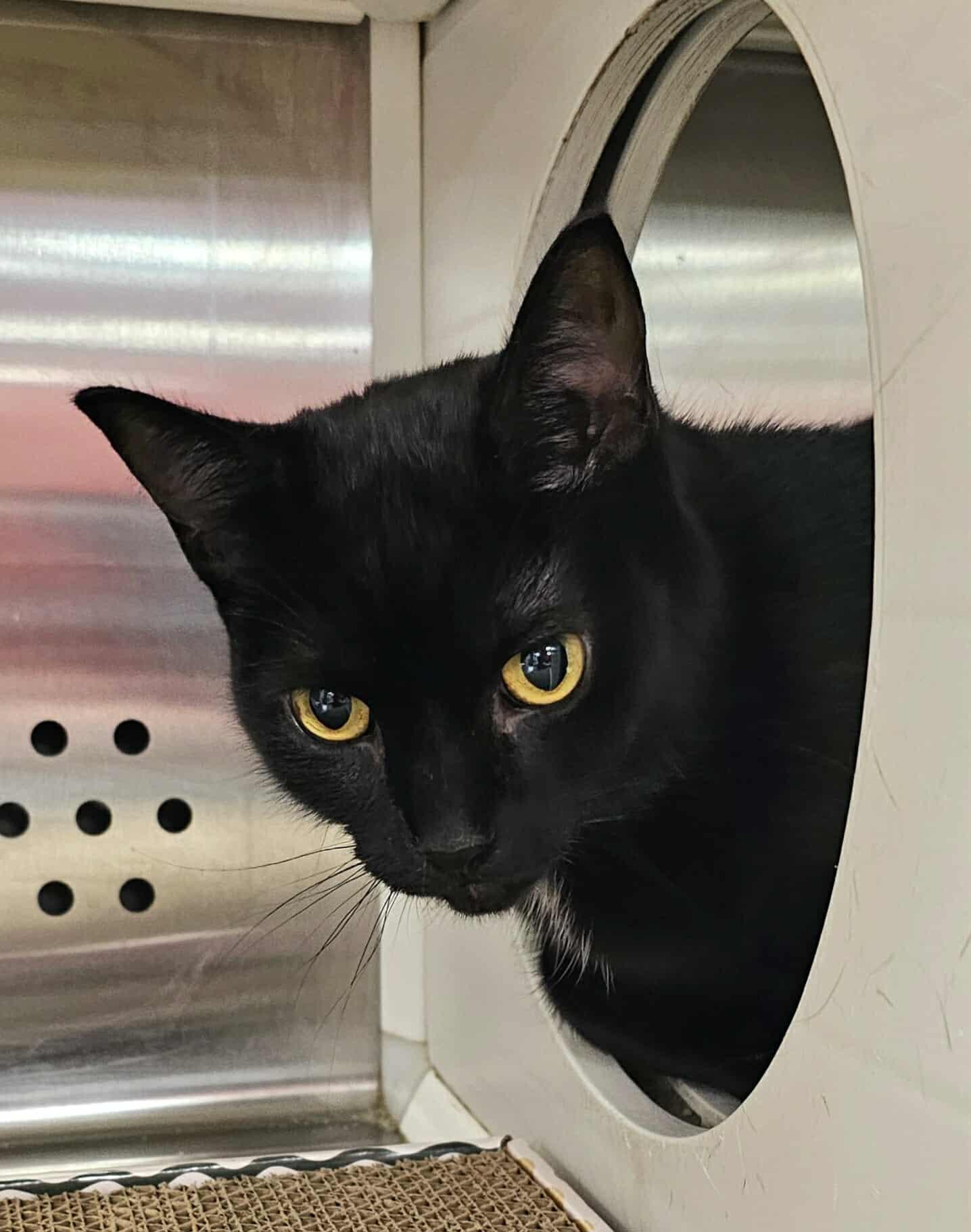 Enlarge Selkie, an adopted Domestic Short Hair in Oak Ridge, TN image 3/6