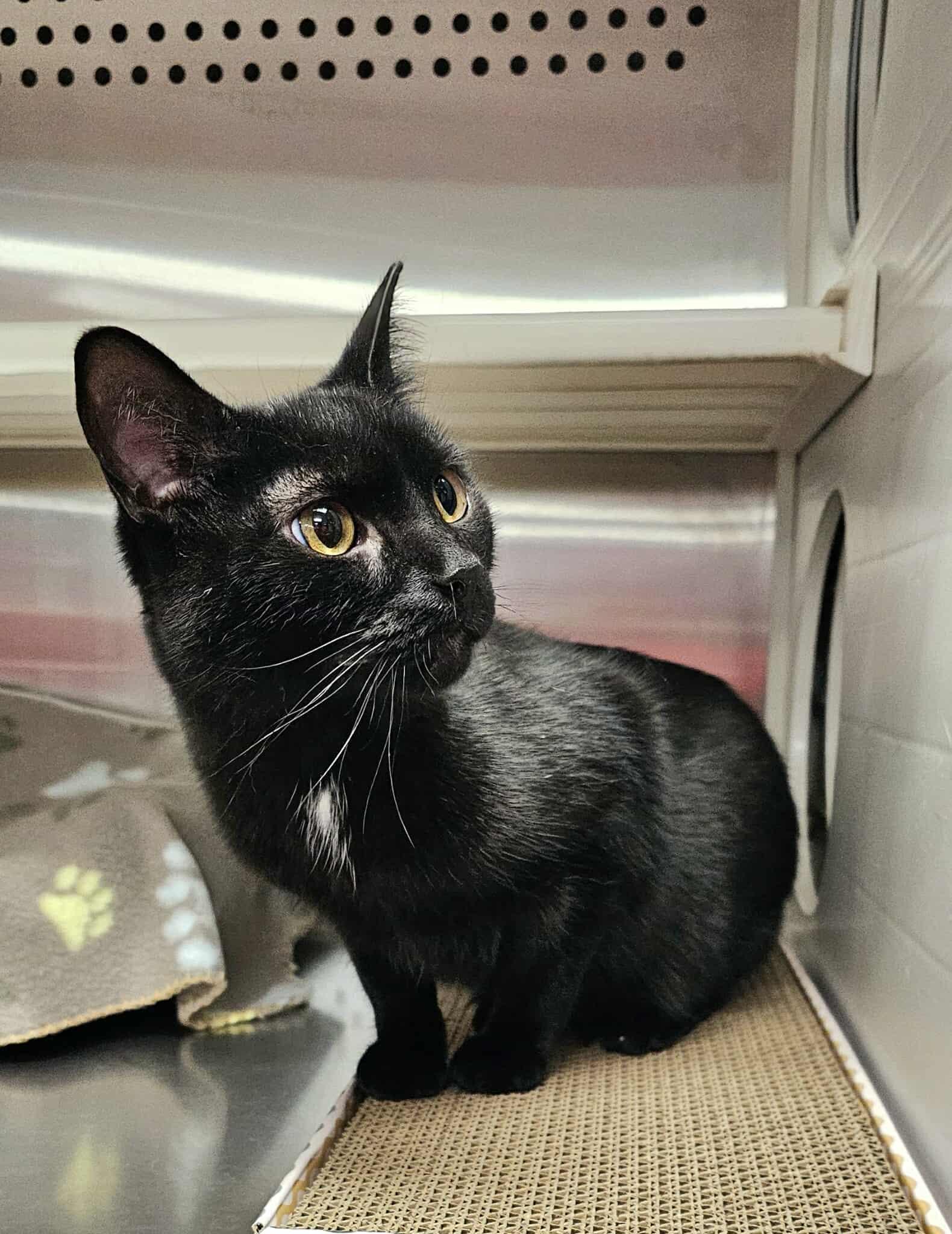 Enlarge Selkie, an adopted Domestic Short Hair in Oak Ridge, TN image 4/6