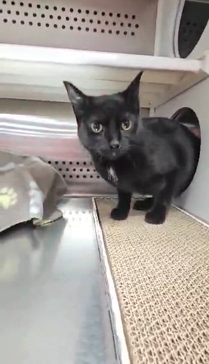 Enlarge Selkie, an adopted Domestic Short Hair in Oak Ridge, TN video 6/6
