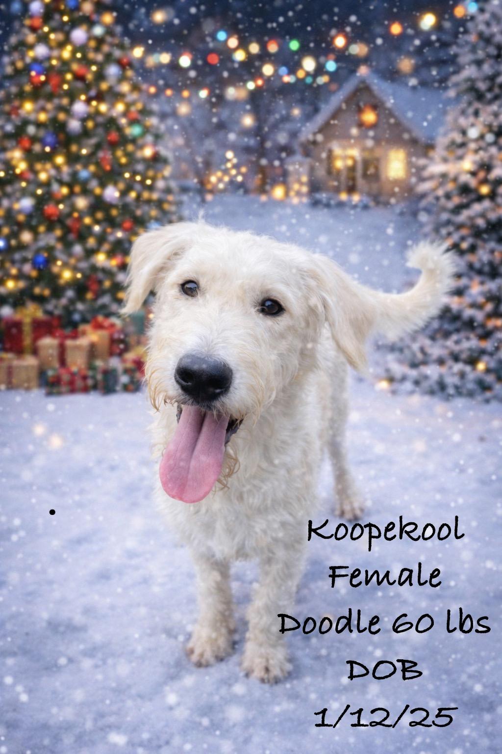 Koope Kool, Adoptable, Young Female Poodle.