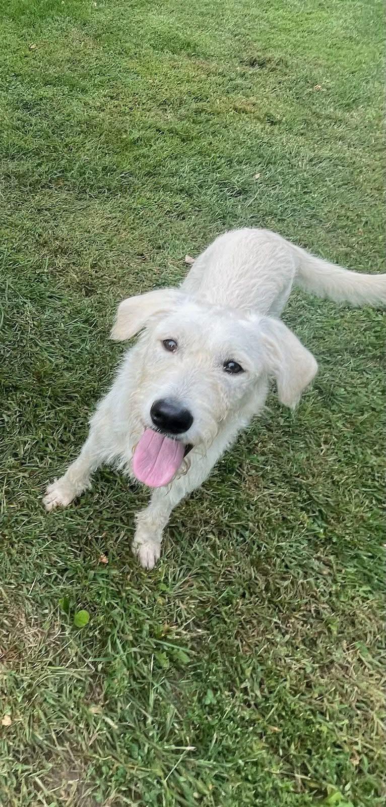 Enlarge Koope Kool, a Adoptable mixed breed in Lacon, IL image 2/2