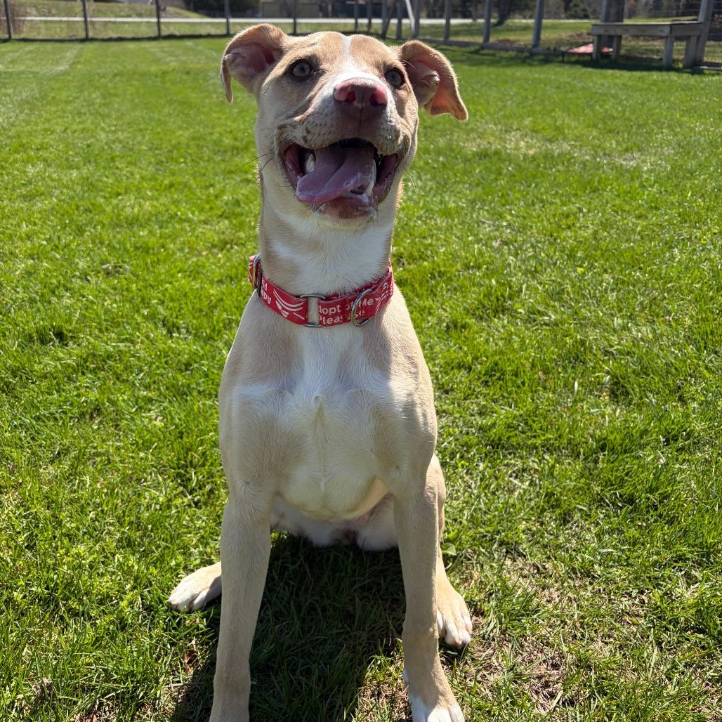 Luci- in Foster, a Adoptable Mixed Breed in Morrisville, VT image 1/6
