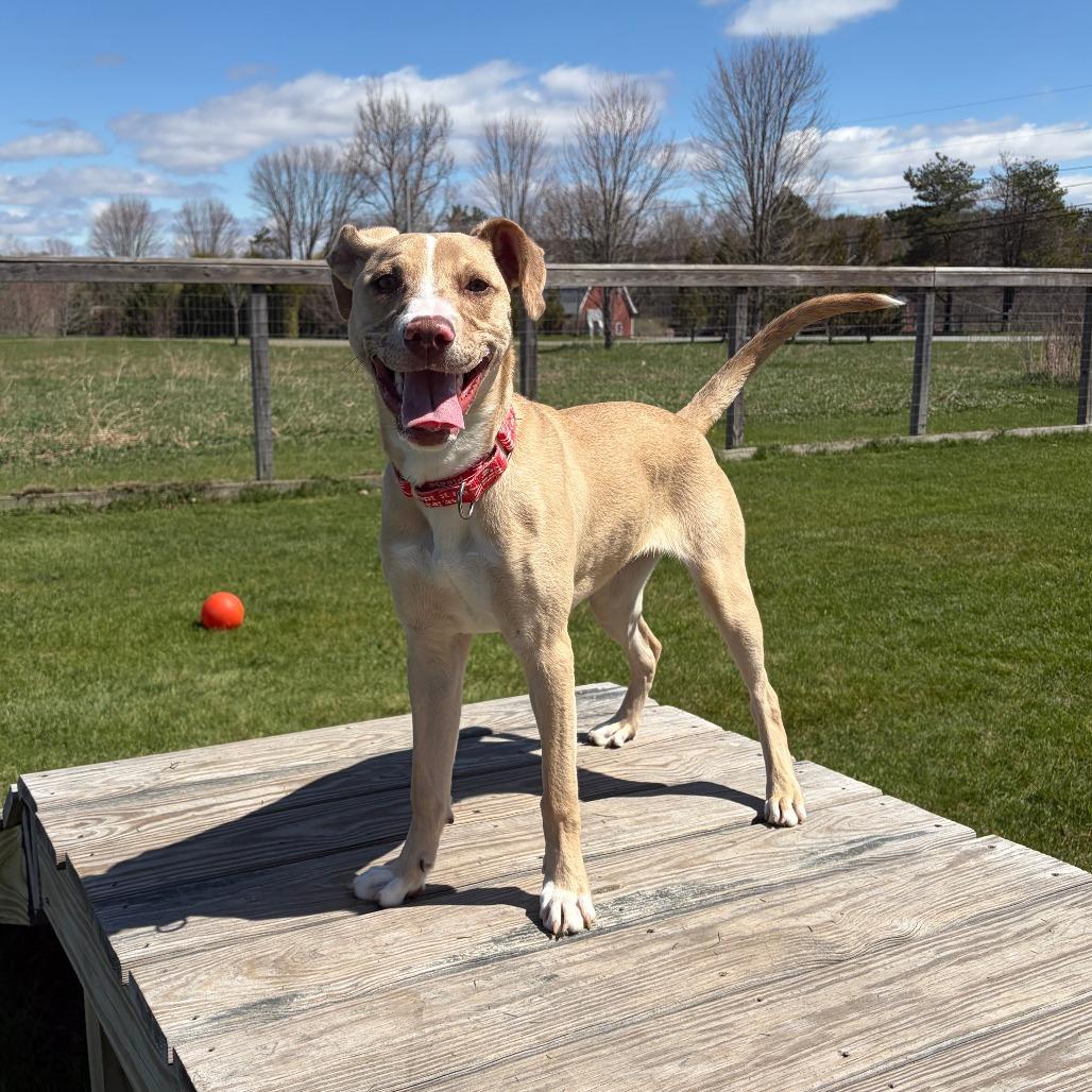 Luci- in Foster, Adoptable, Young Female Mixed Breed.