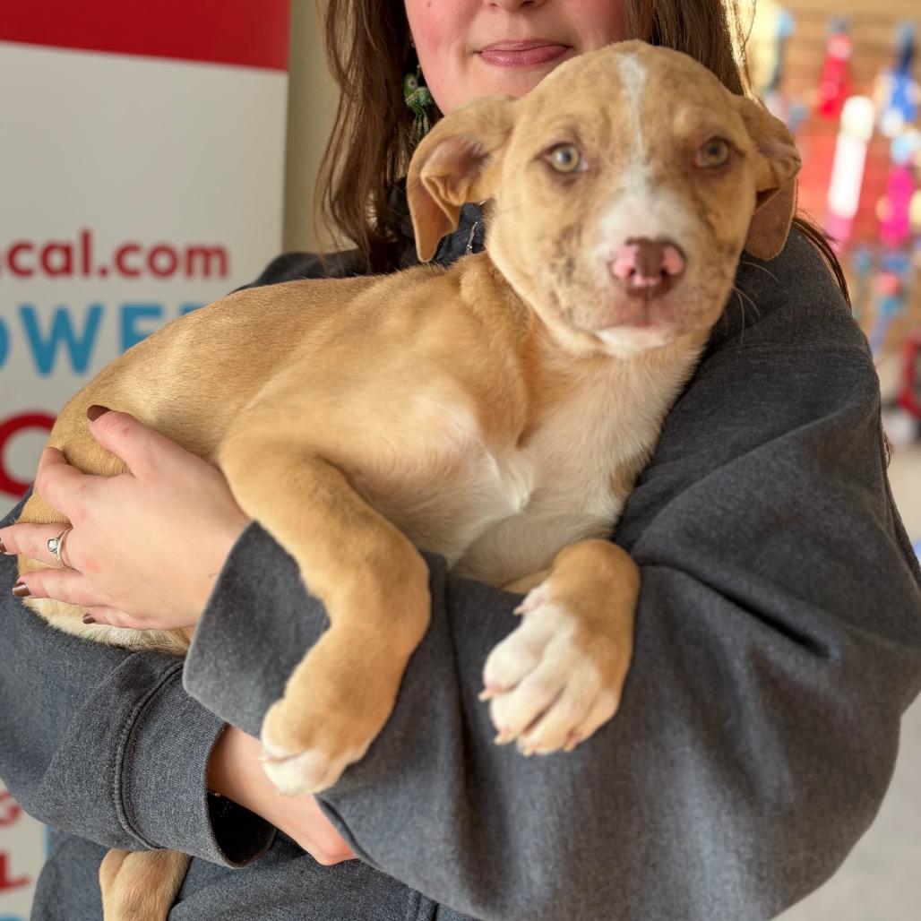 Enlarge Luci- in Foster, a Adoptable Mixed Breed in Morrisville, VT image 2/6