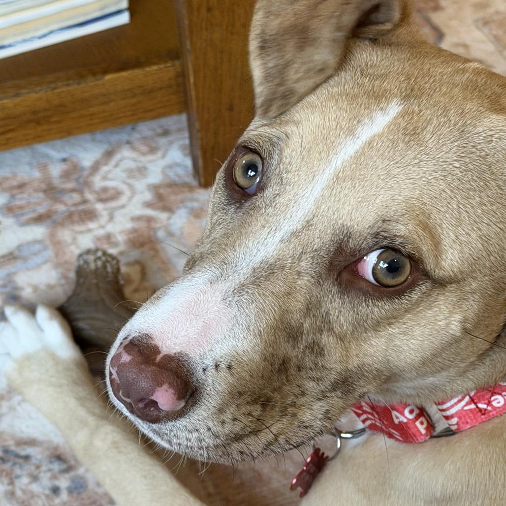 Luci- in Foster, a Adoptable Mixed Breed in Morrisville, VT image 2/6