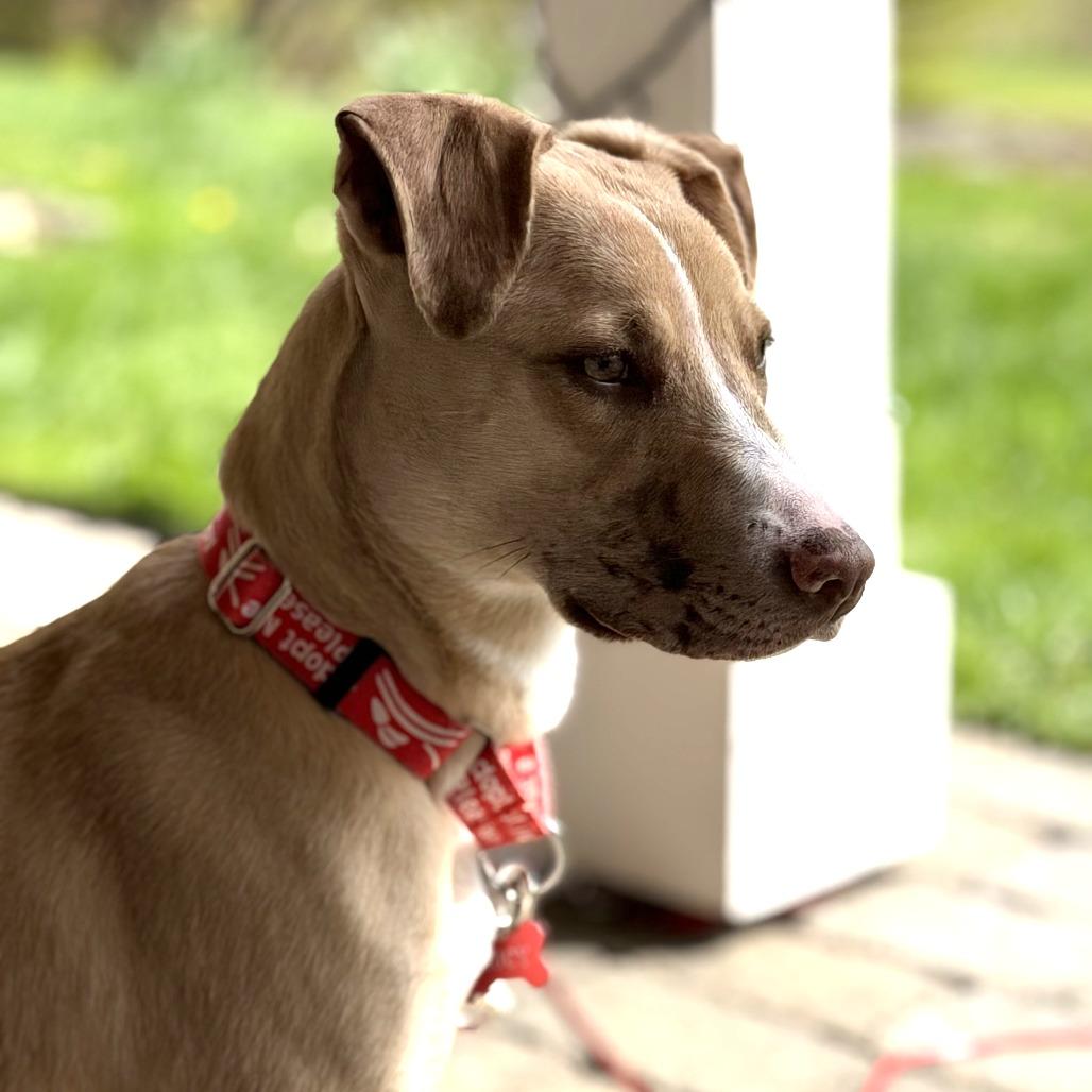 Luci- in Foster, a Adoptable Mixed Breed in Morrisville, VT image 3/6