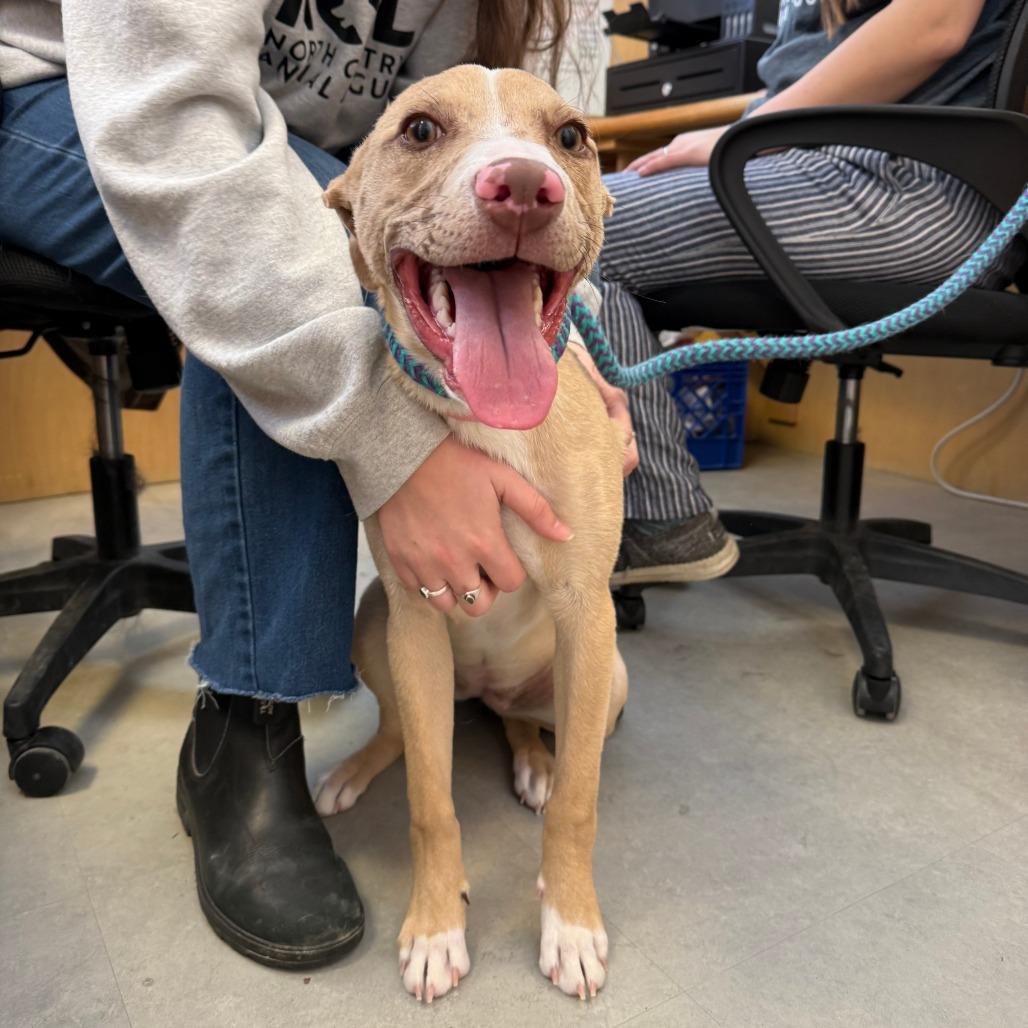 Enlarge Luci- in Foster, a Adoptable Mixed Breed in Morrisville, VT image 3/6