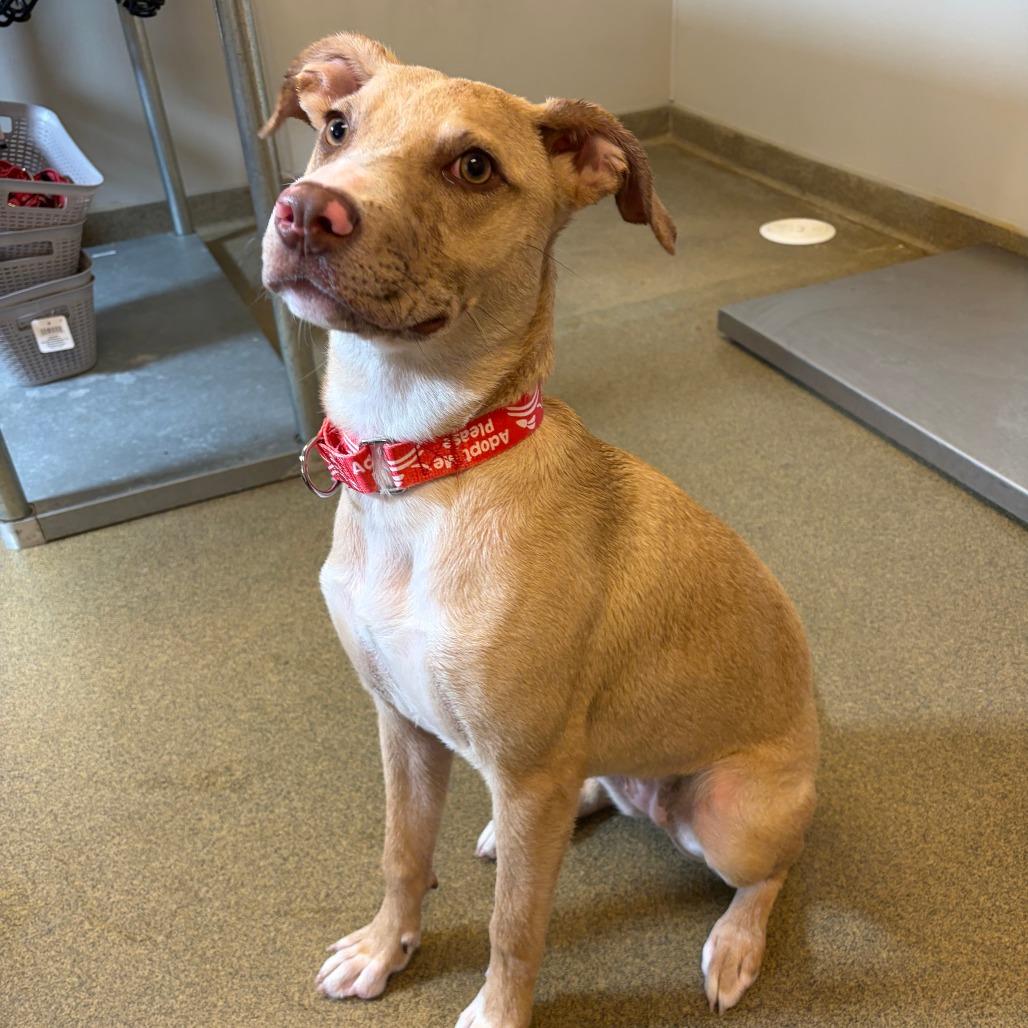 Enlarge Luci- in Foster, a Adoptable Mixed Breed in Morrisville, VT image 4/6