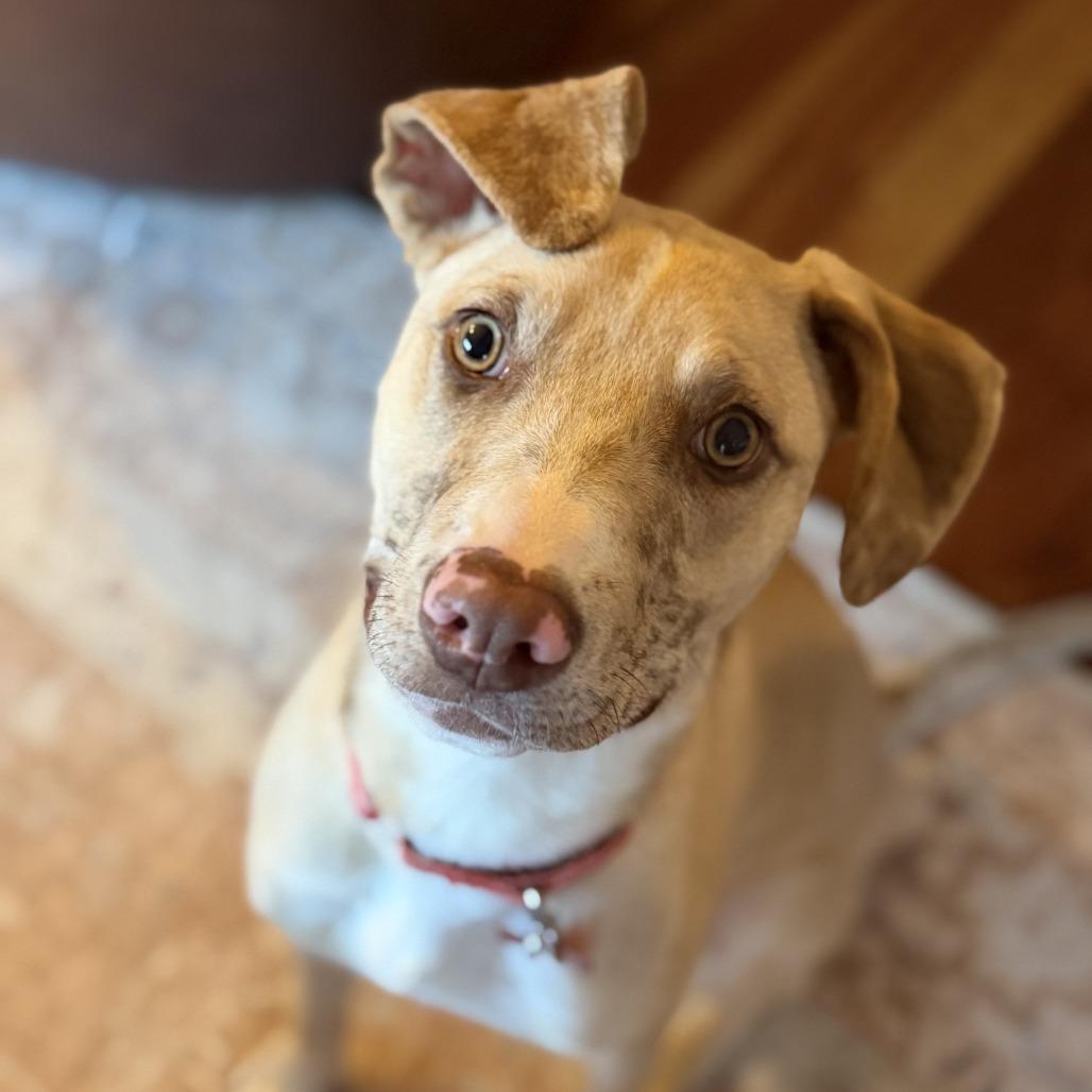Luci- in Foster, a Adoptable Mixed Breed in Morrisville, VT image 4/6