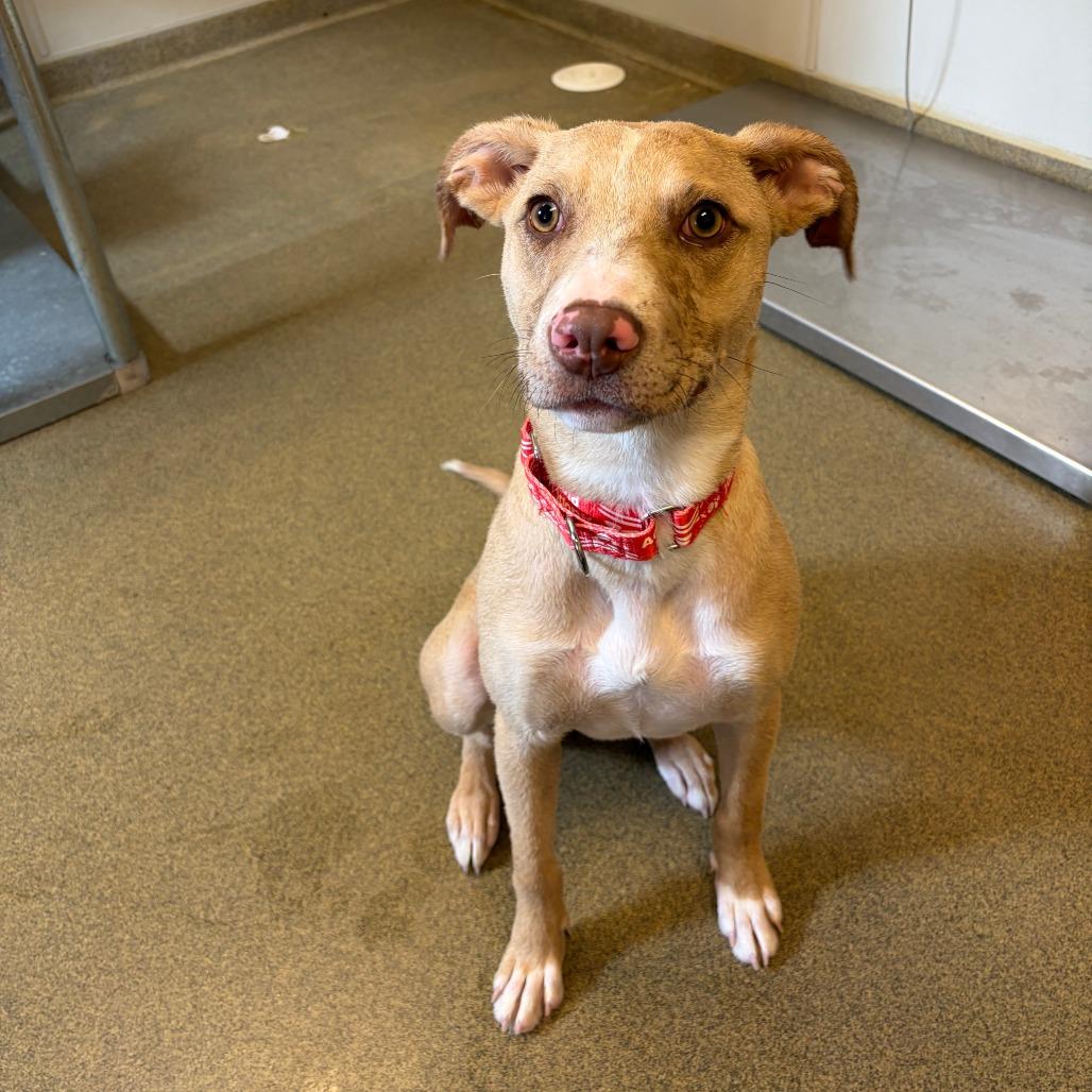Enlarge Luci- in Foster, a Adoptable Mixed Breed in Morrisville, VT image 5/6