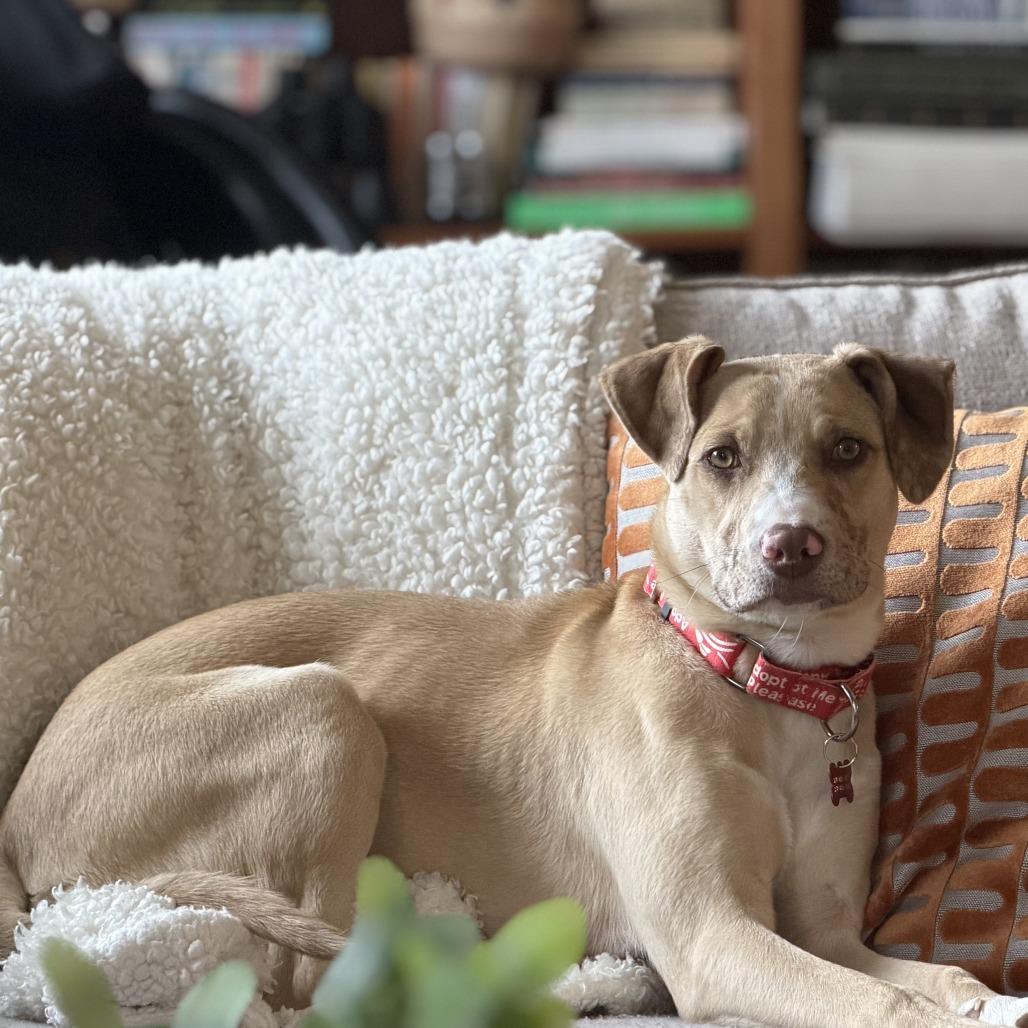 Luci- in Foster, a Adoptable Mixed Breed in Morrisville, VT image 5/6