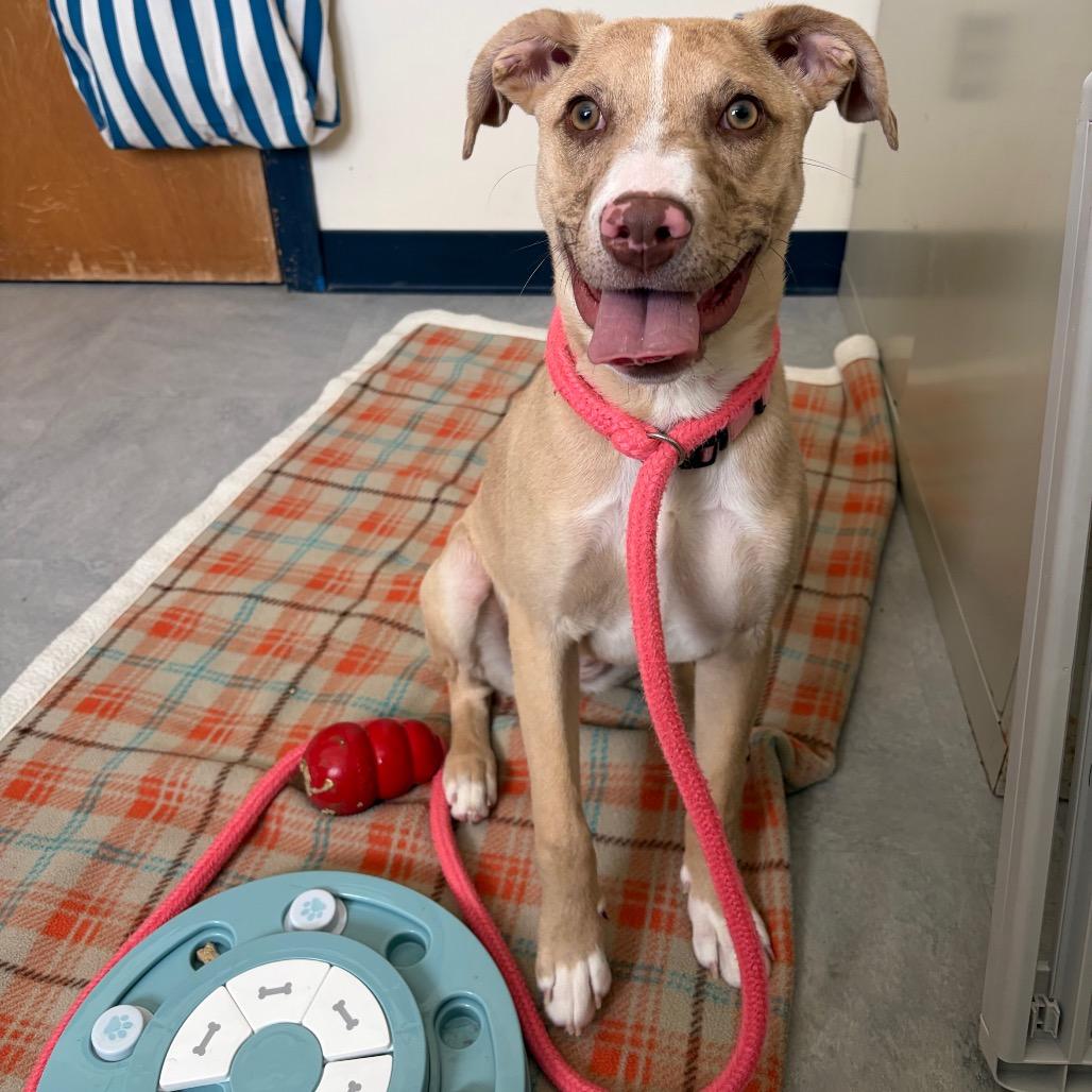 Enlarge Luci- in Foster, a Adoptable Mixed Breed in Morrisville, VT image 6/6