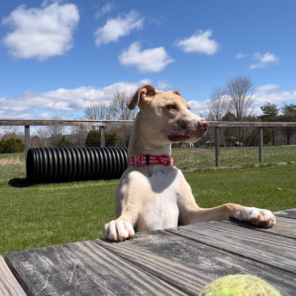 Luci- in Foster, a Adoptable Mixed Breed in Morrisville, VT image 6/6