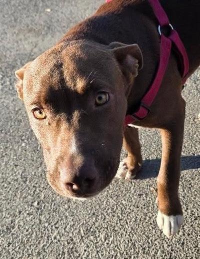 Avery, a ADOPTABLE mixed breed in Santa Clara, CA image 1/3