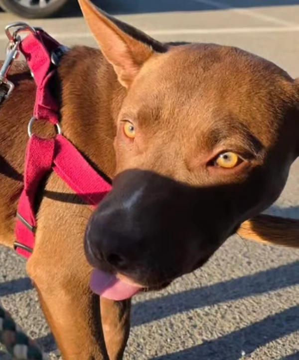 Avery, a ADOPTABLE mixed breed in Santa Clara, CA image 2/3